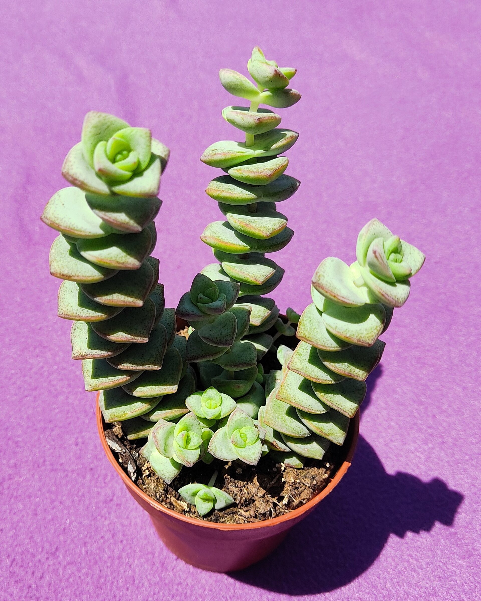 Crassula perforata - 4