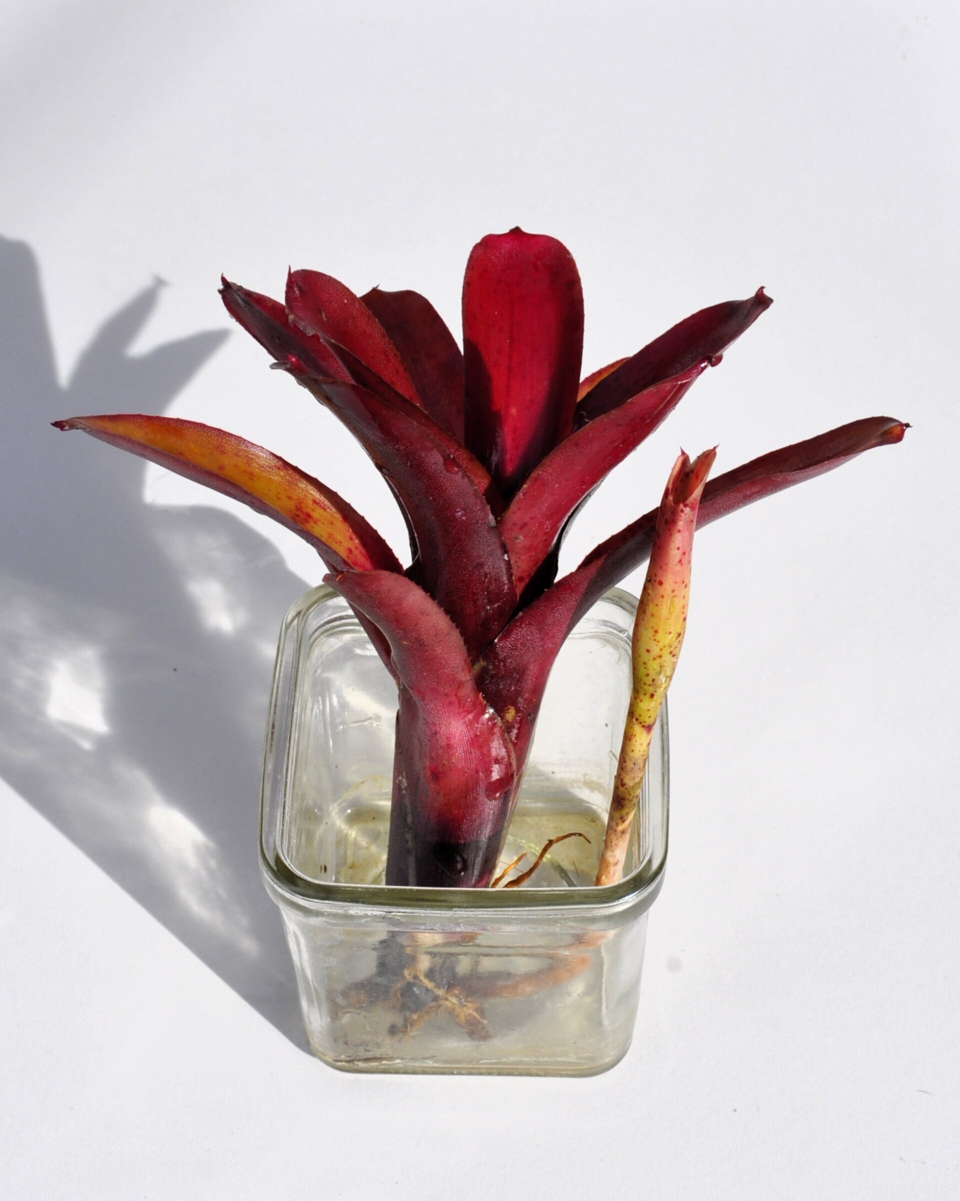 Neoregelia 'Amazon' - 5