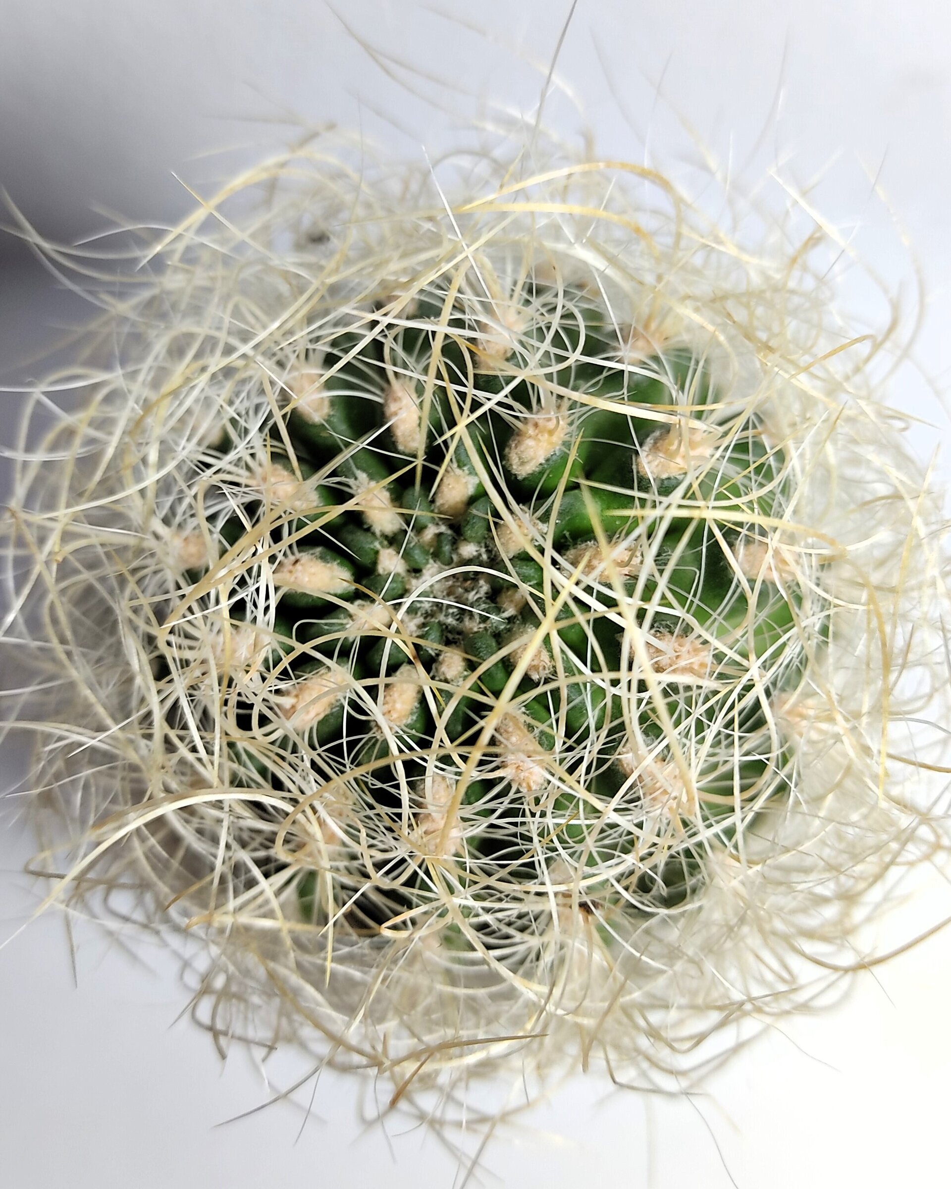 Neoporteria gerocephala (cabeza de anciano) - 4