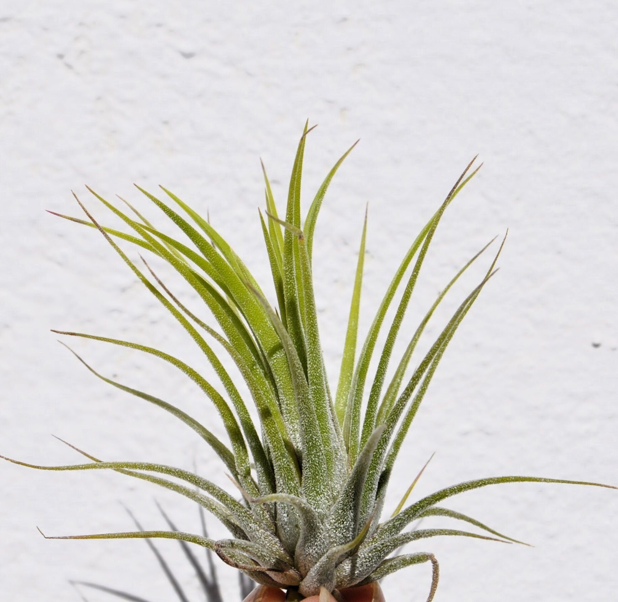 Tillandsia ionantha var. ionantha [medium] - 2