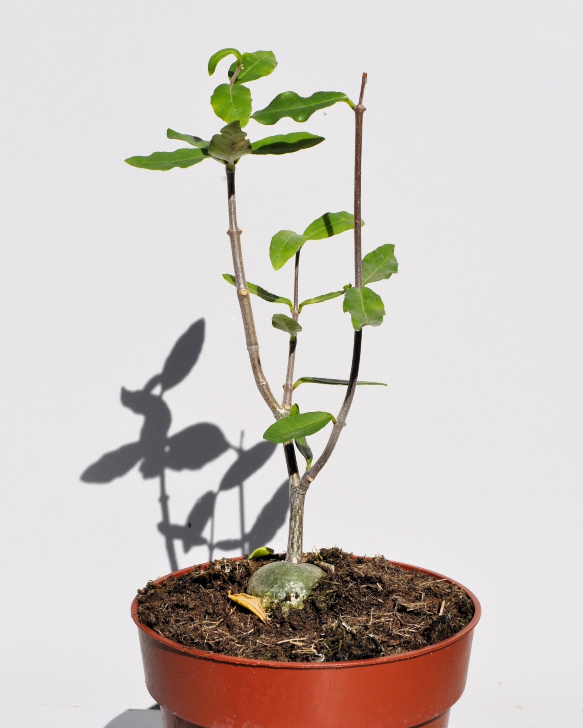Fockea edulis (planta botella, pan de los hotentotes) - 1