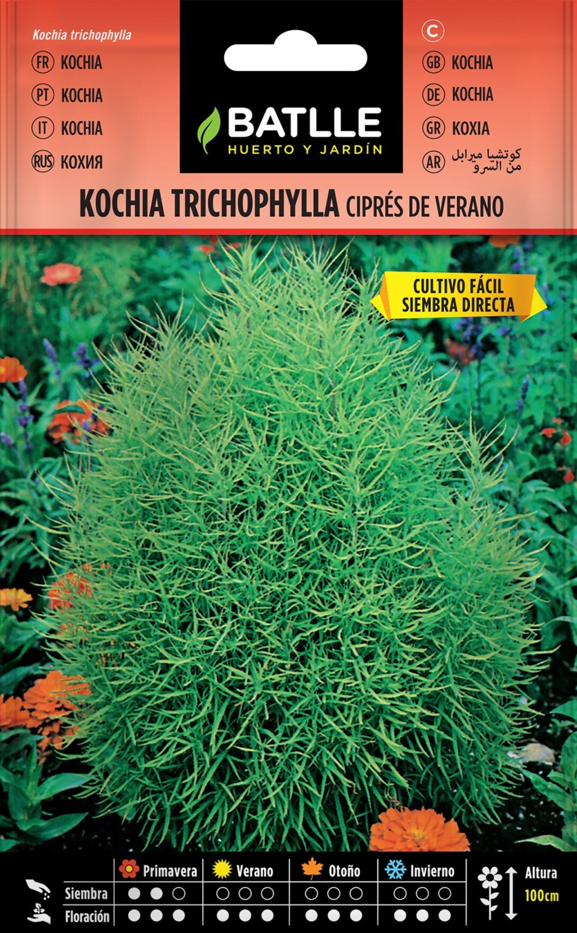 Bassia scoparia [= Kochia trichophylla] (ciprés de verano)- Semillas - 5