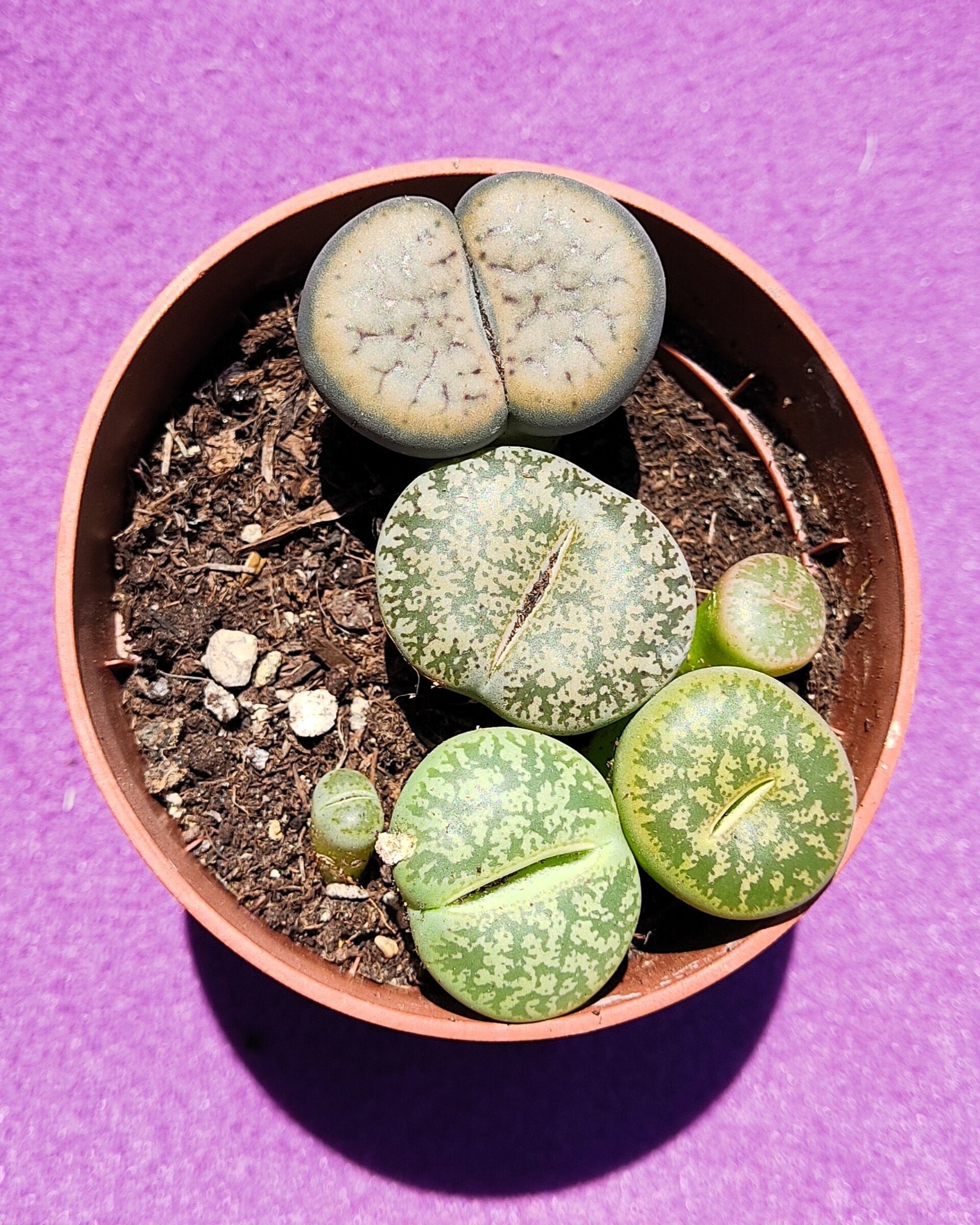 Lithops spp. M8.5 [Mix] (planta piedra, piedra viva) - 2