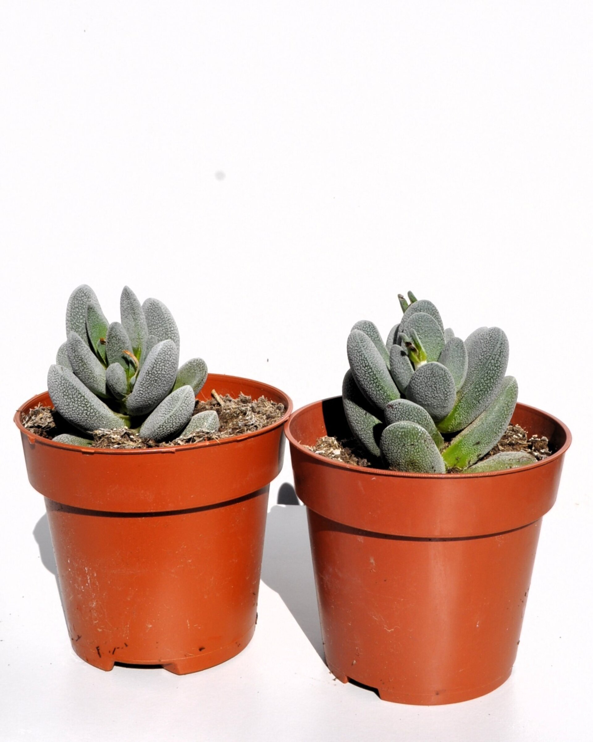 Crassula tecta - 2