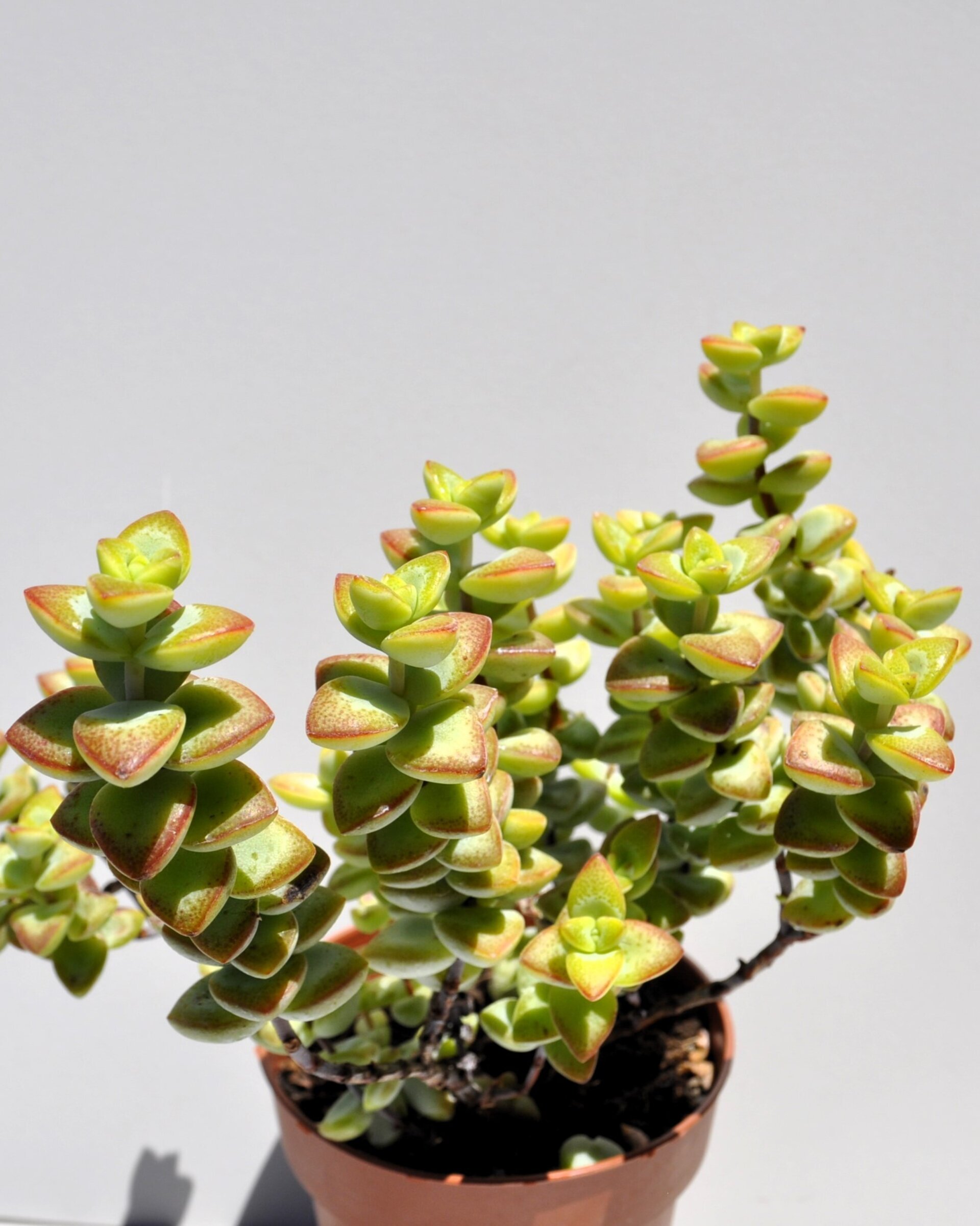 Crassula perforata - 4