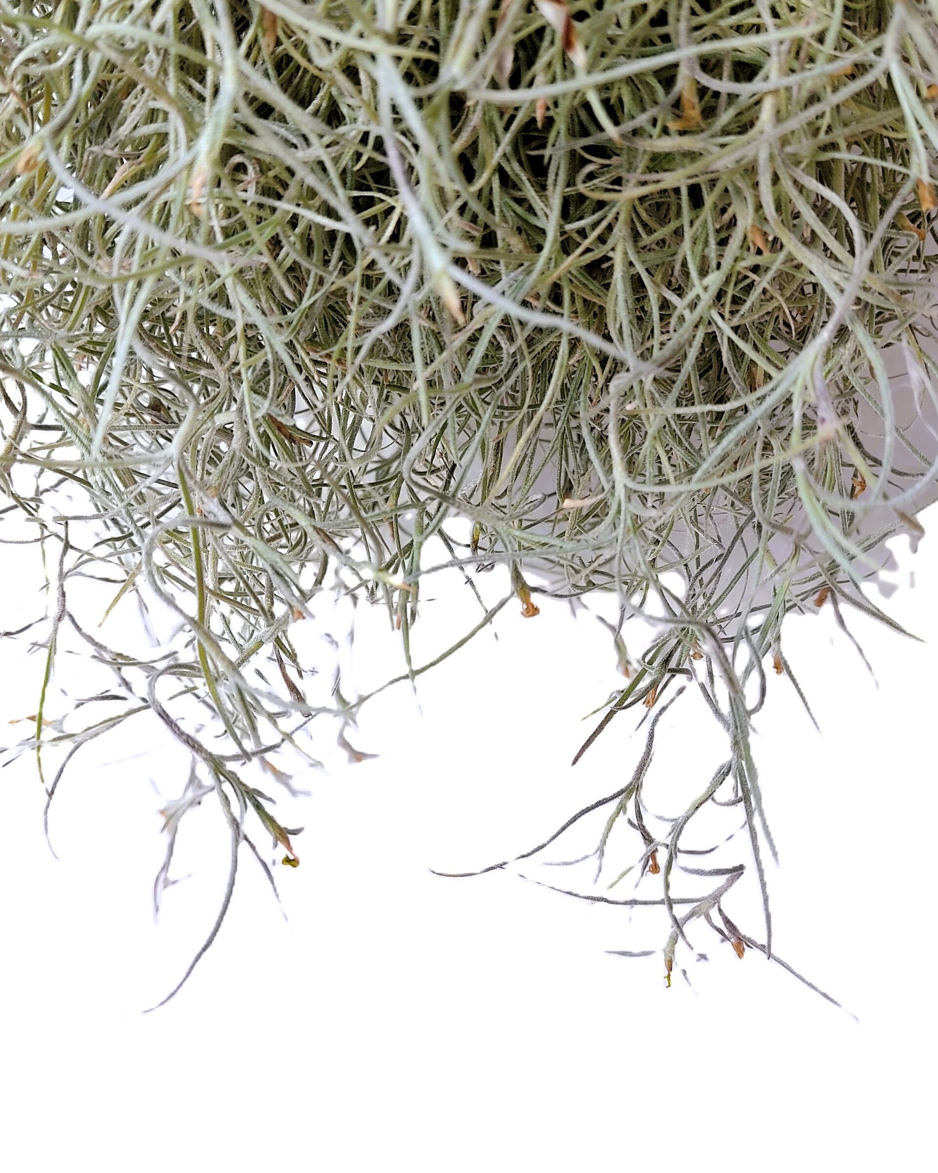 Tillandsia usneoides [standard] L (barba de viejo [larga y ancha]) - 5