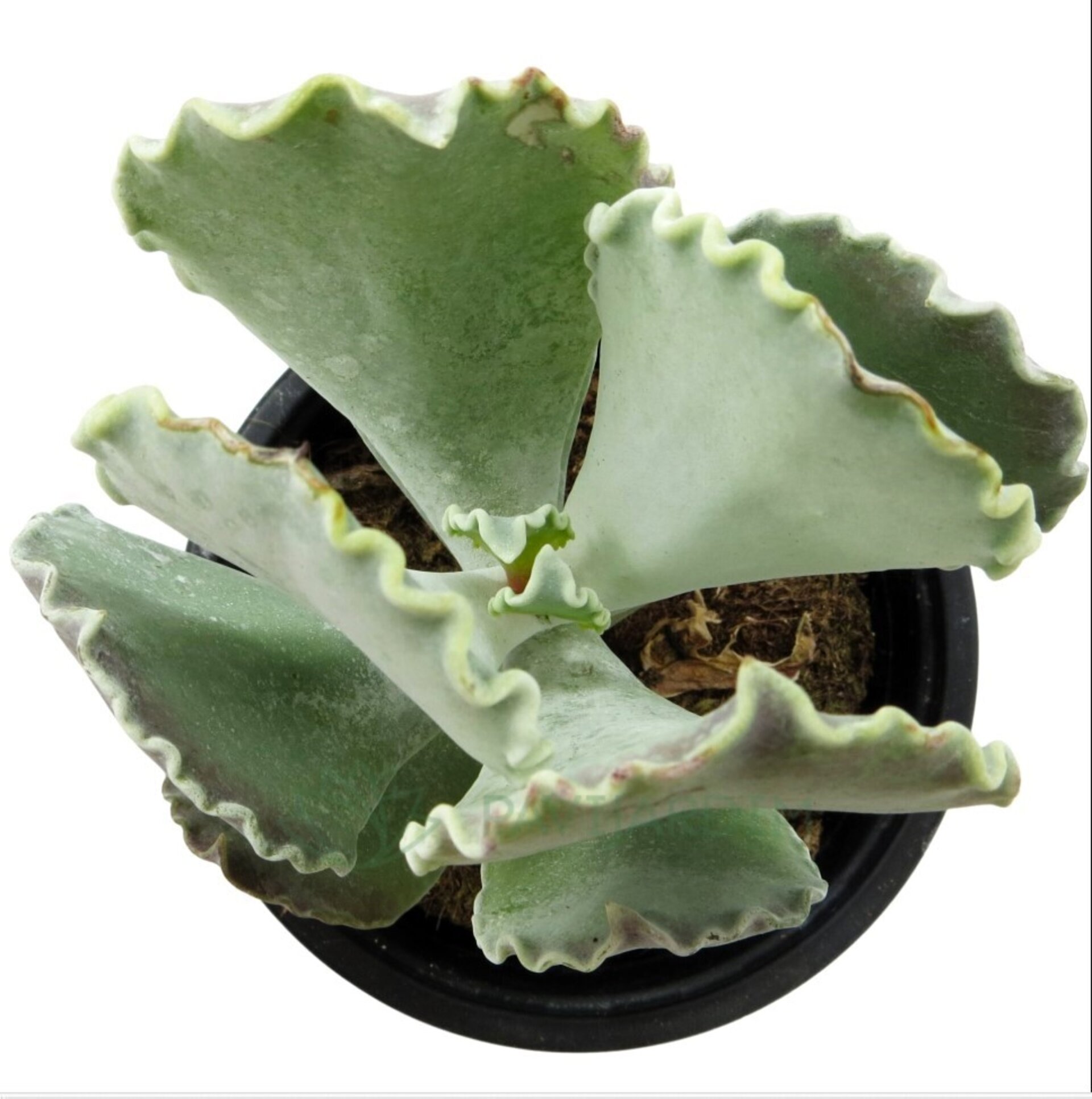 Lote Trío de Suculentas - 4