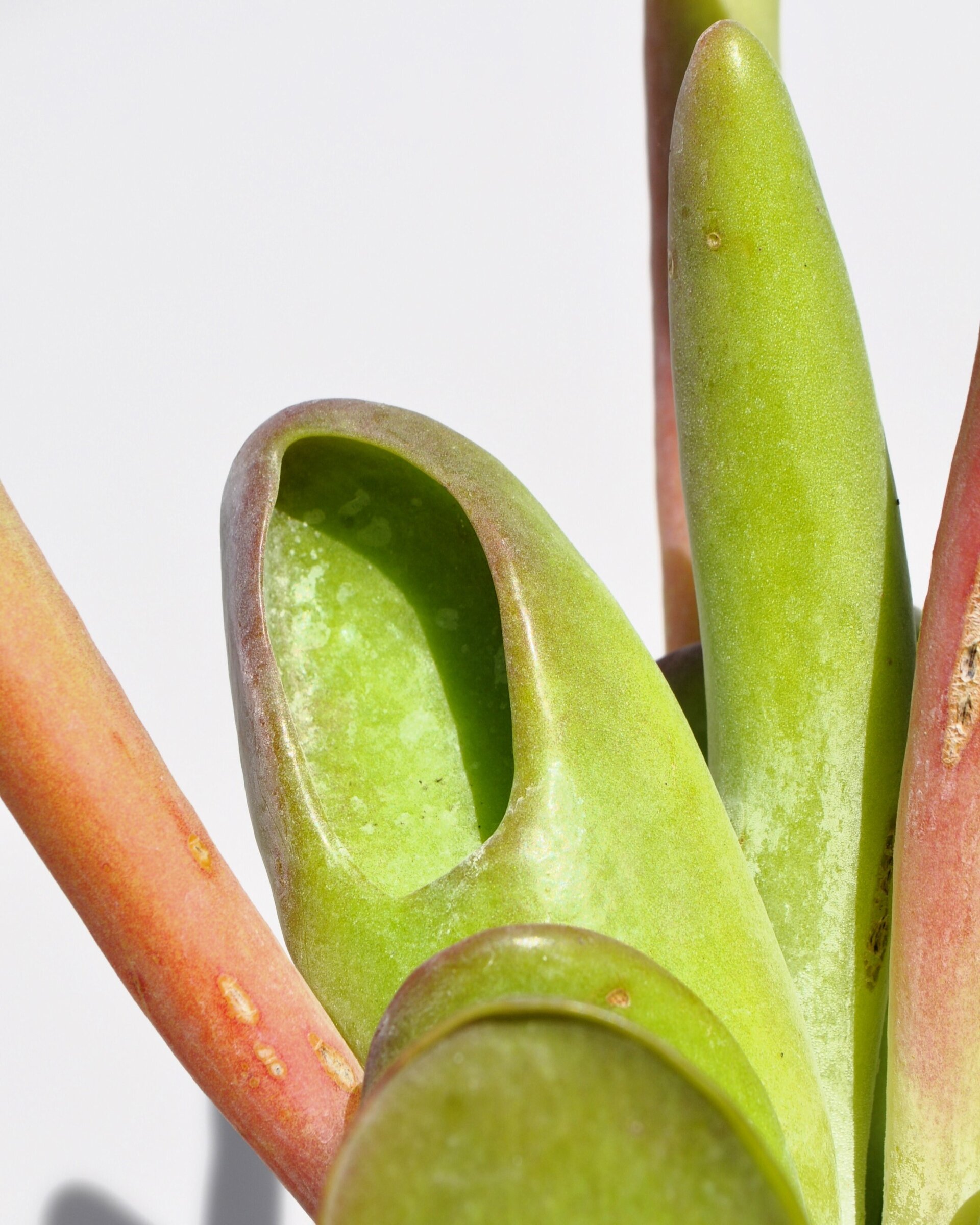 Kalanchoe luciae 'Oricula' M13 ("orejas de Shrek") - 5