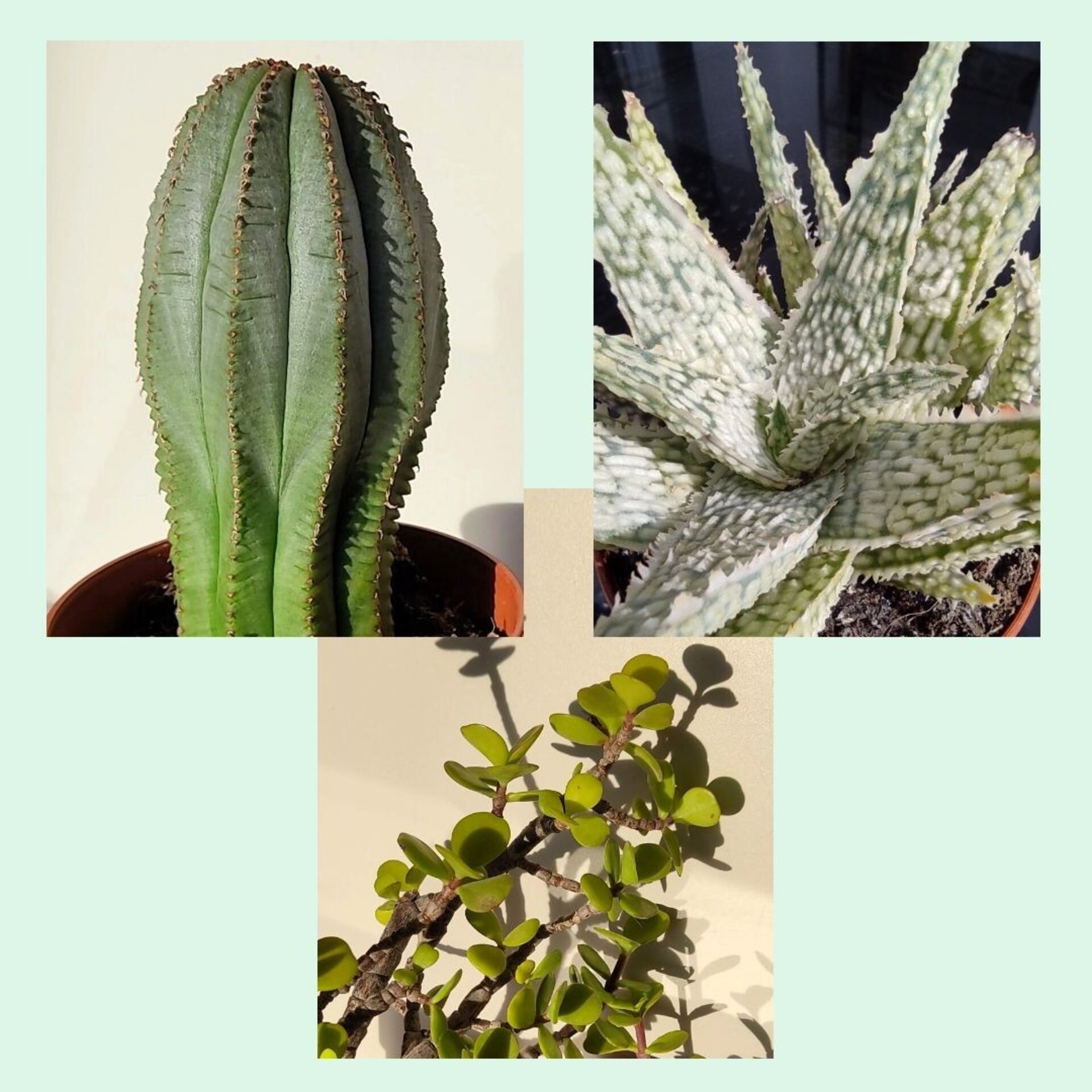 Lote de 3 plantas suculentas resistentes - 1