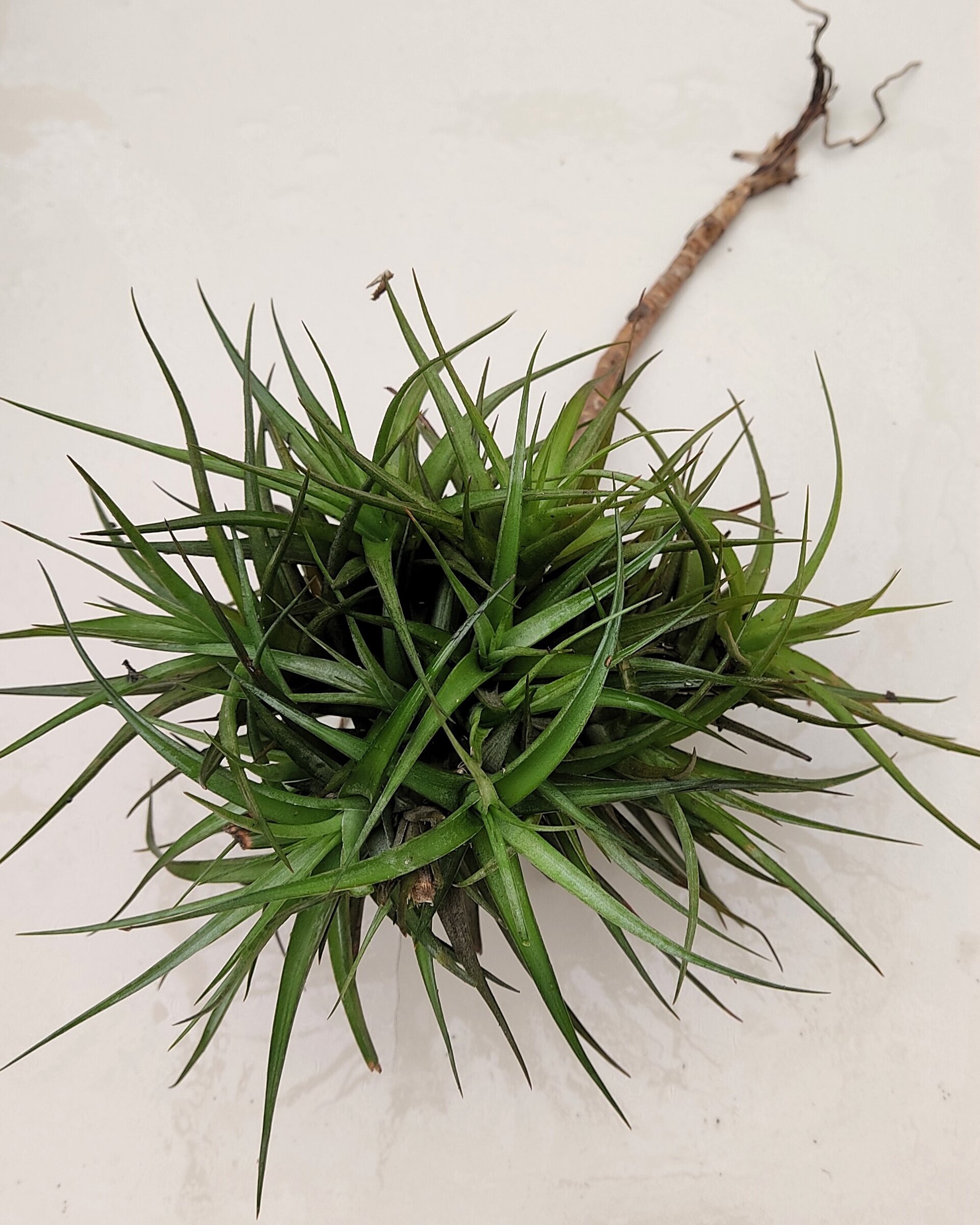 Tillandsia aeranthos "clump" (mata) - 3