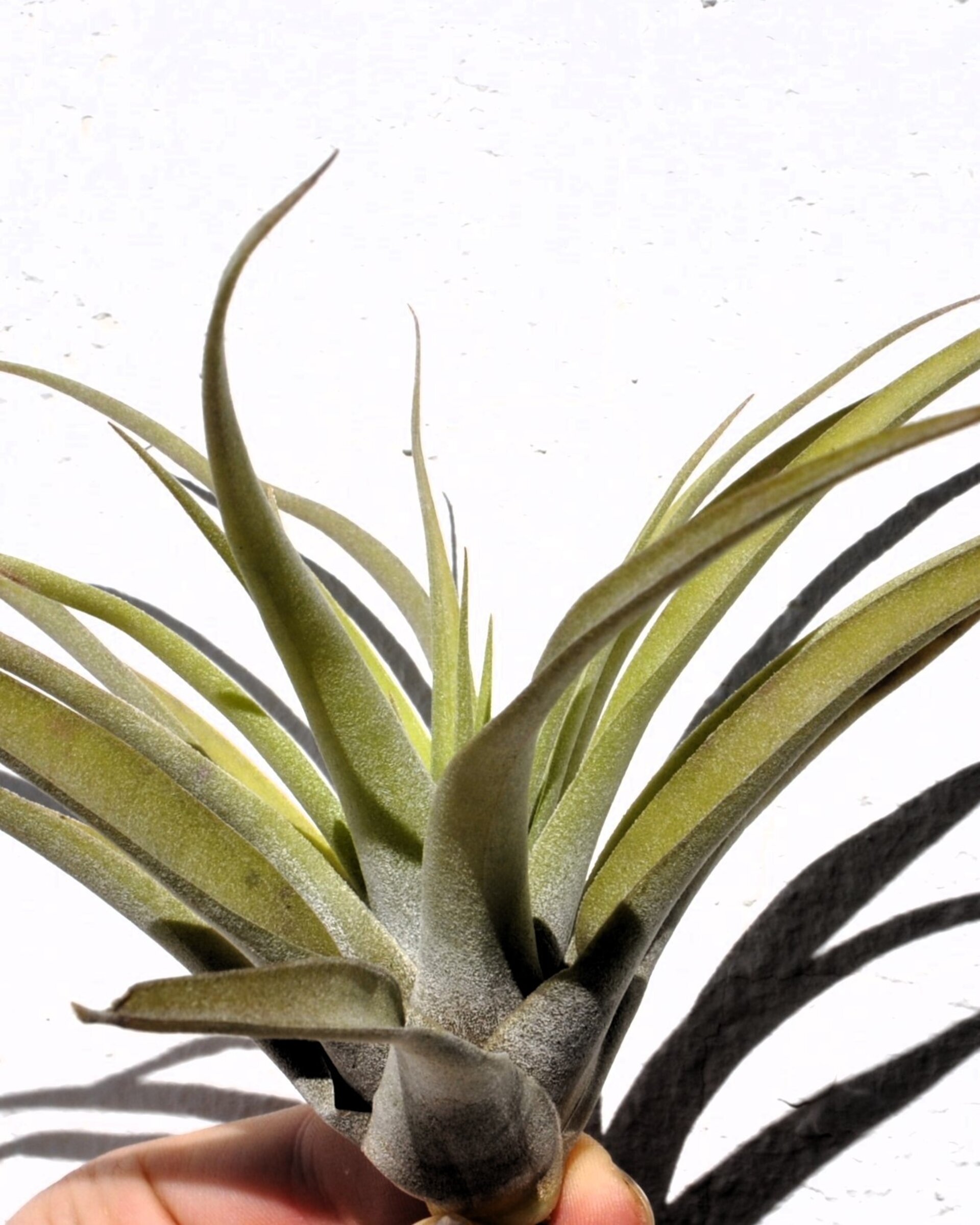 Tillandsia capitata 'Peach' (medium) - 6