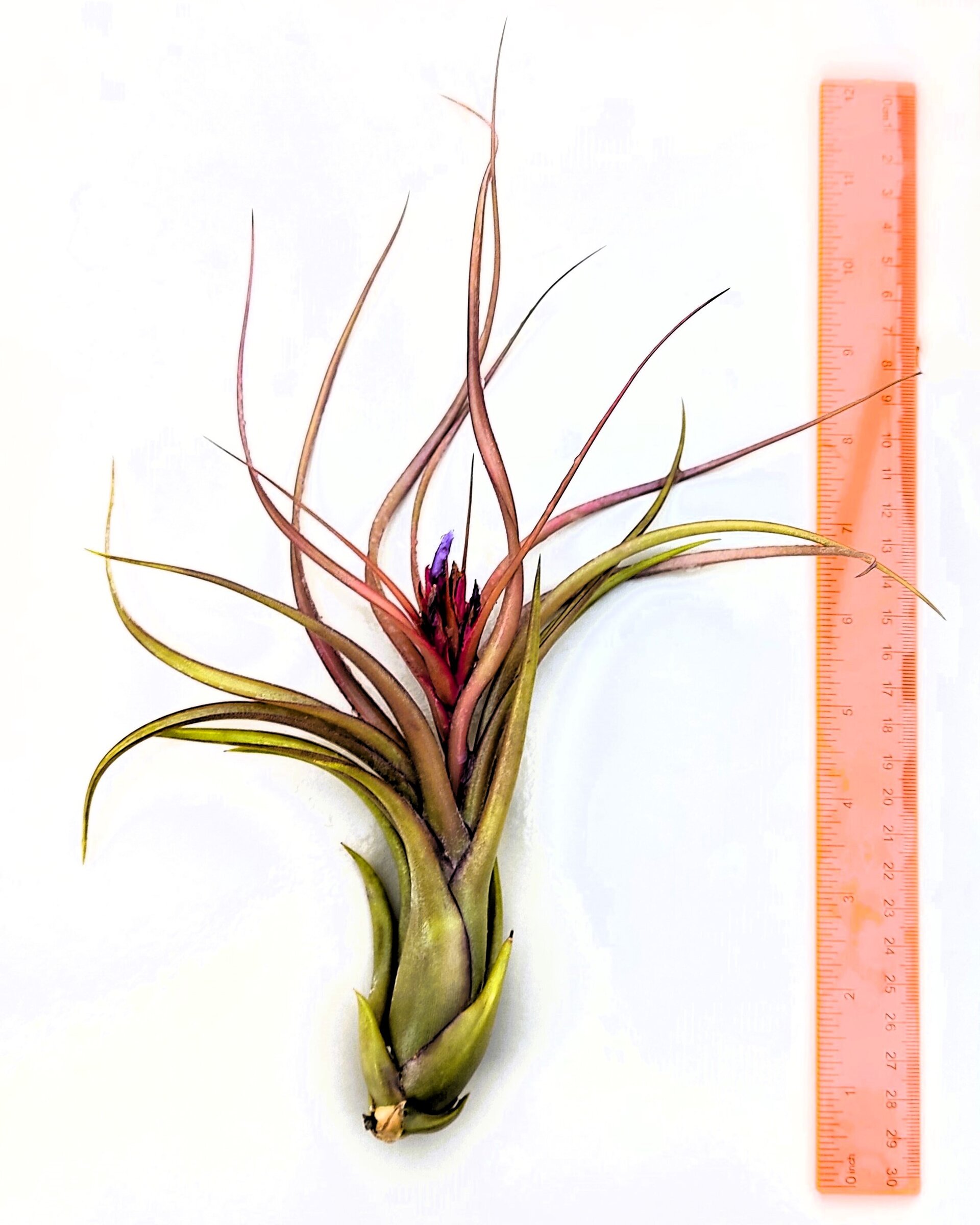 Tillandsia caput-medusae x flabellata [híbrido] - 4