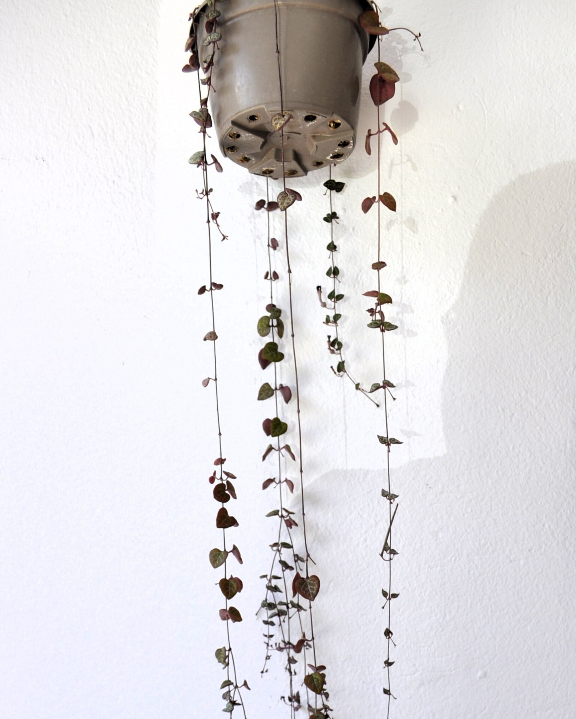 Ceropegia woodii M15 colgante (rosario de corazones) - 1