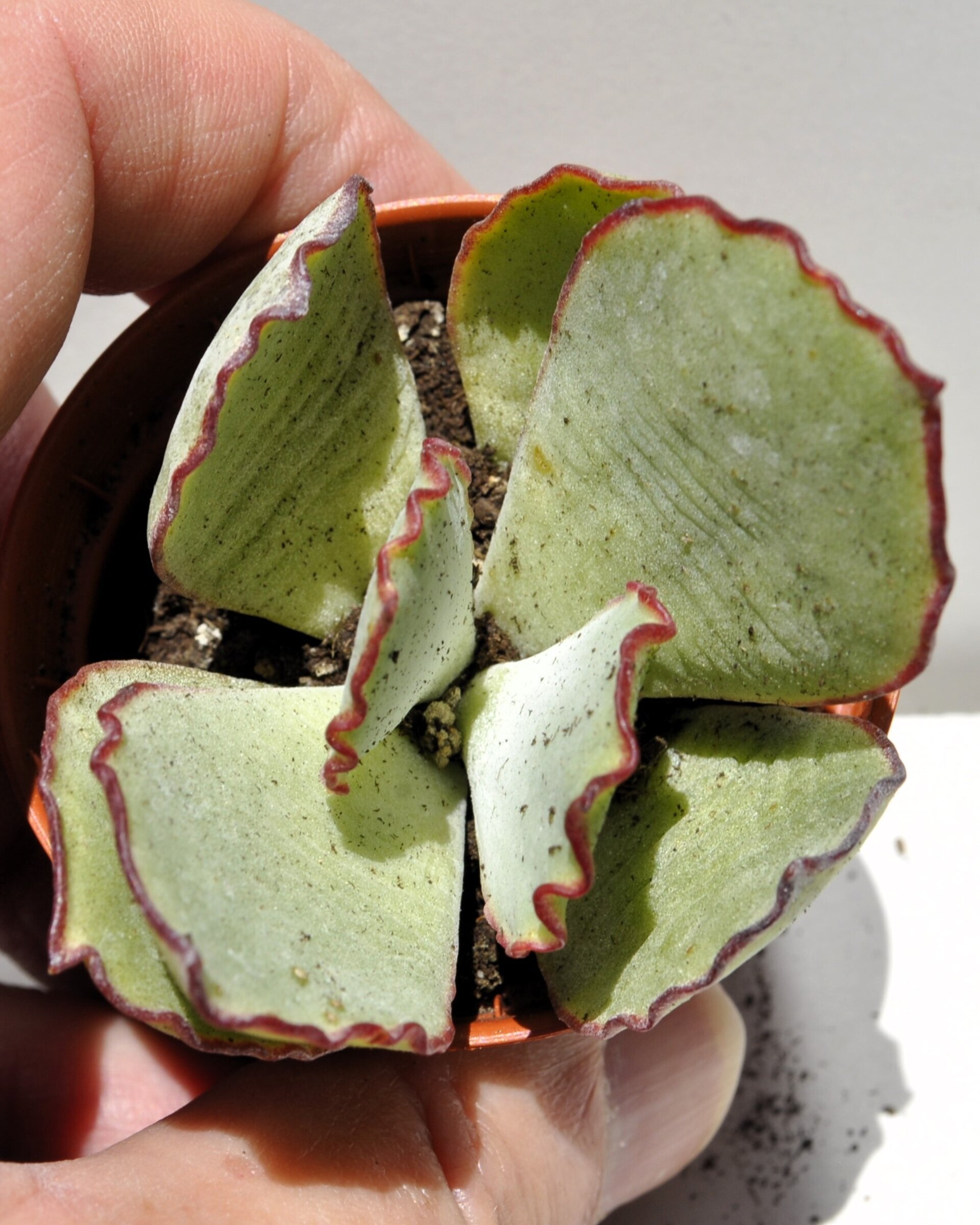 Cotyledon undulata (corona de plata) - 1