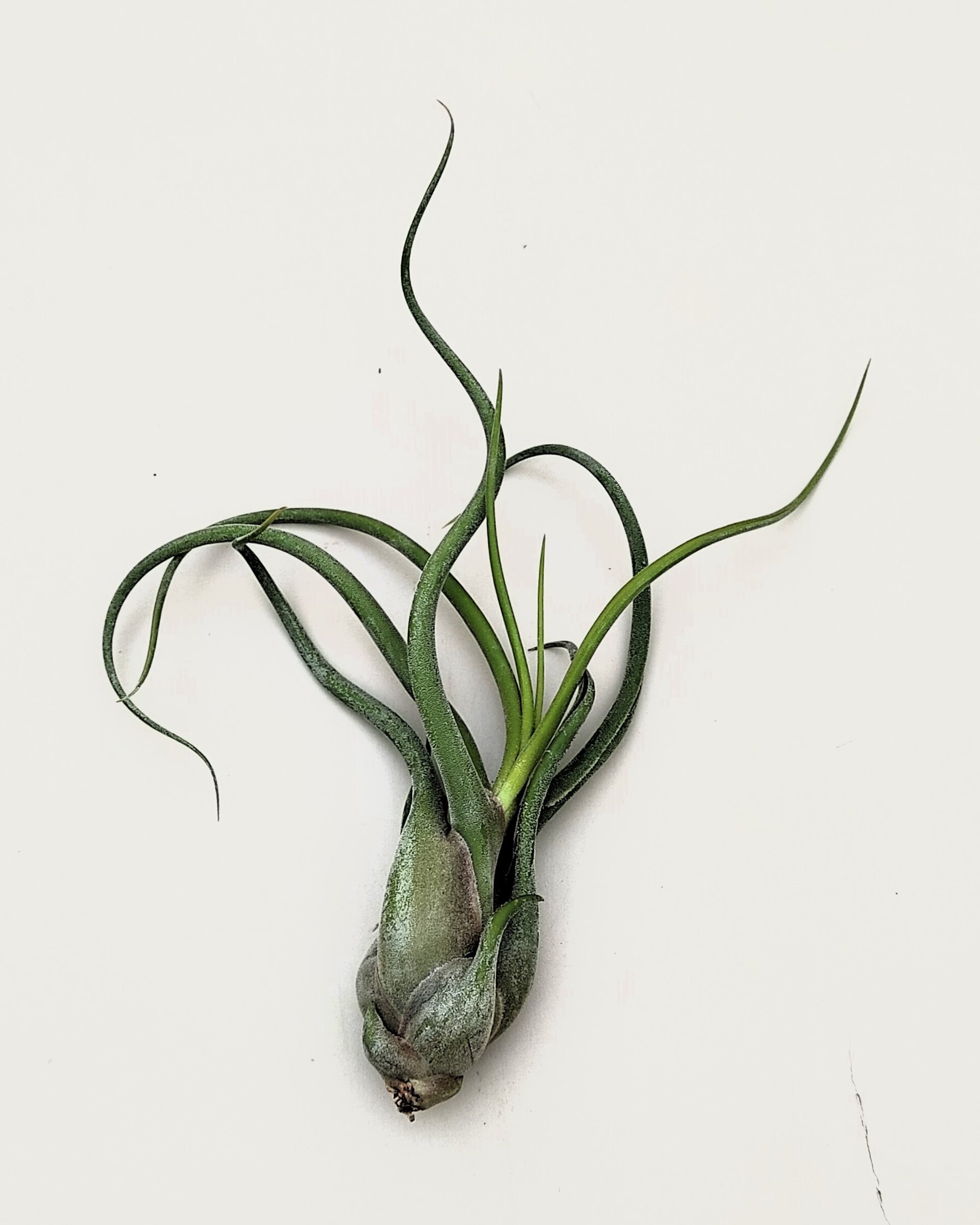 Tillandsia caput-medusae (planta pulpo) [medium] - 4