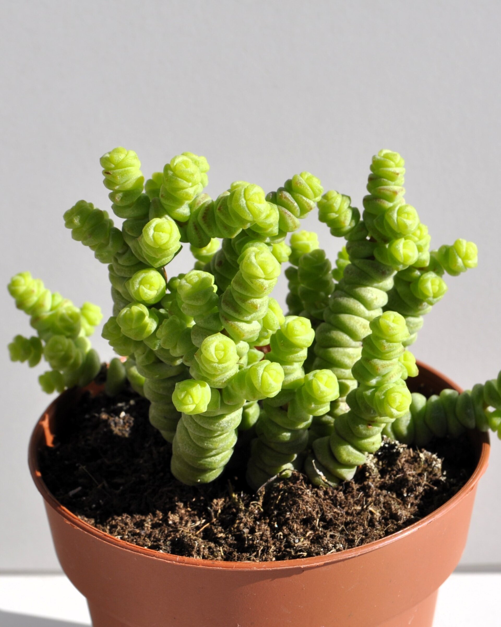 Crassula marnieriana Minor (collar de jade, pagoda china) - 4