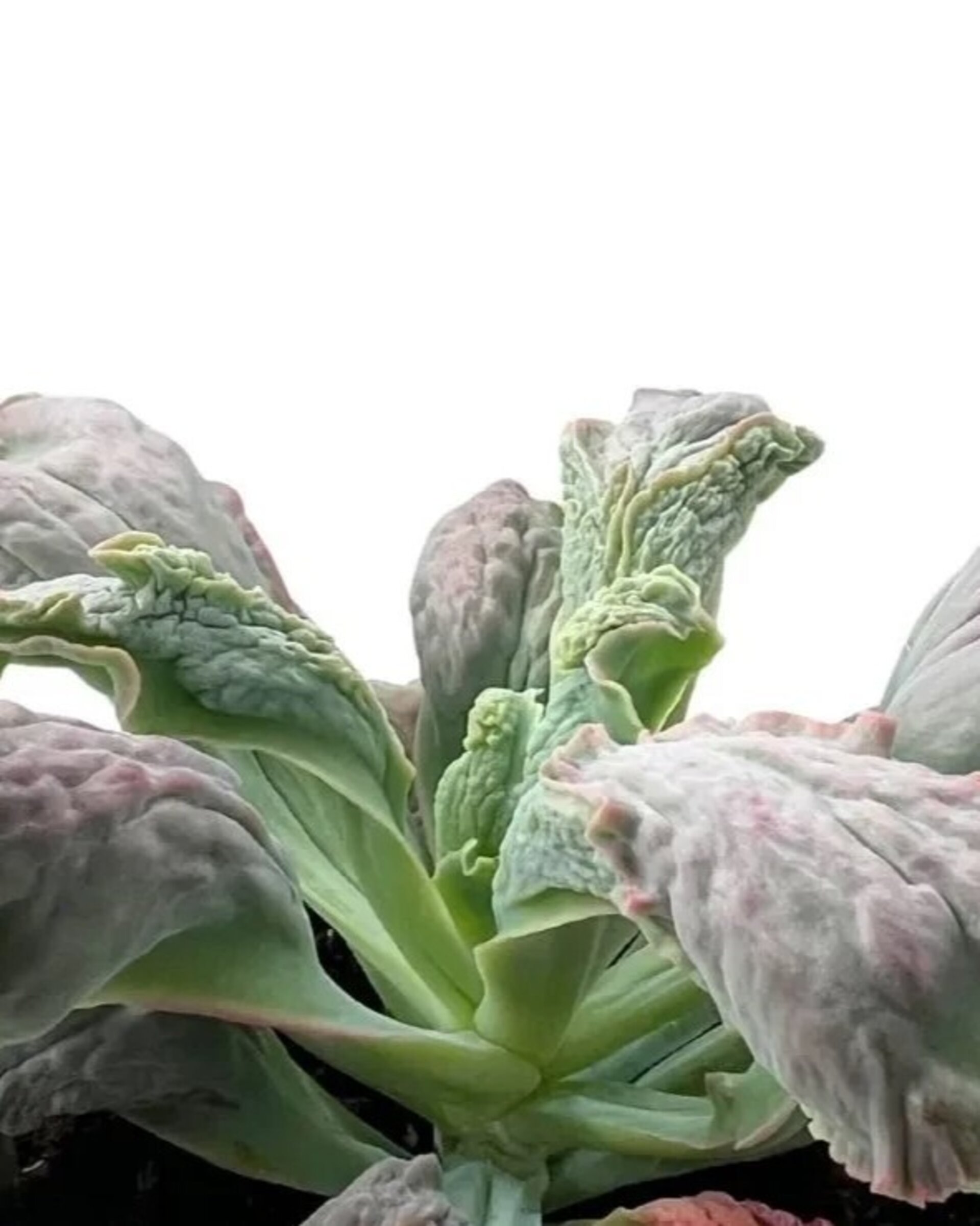 Lote Echeverias Curiosas - 3 ejemplares - 4