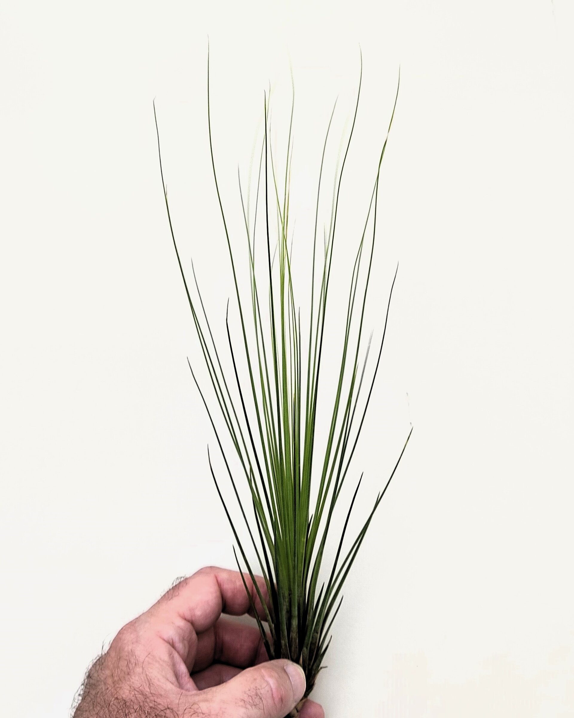 Tillandsia juncifolia - 6