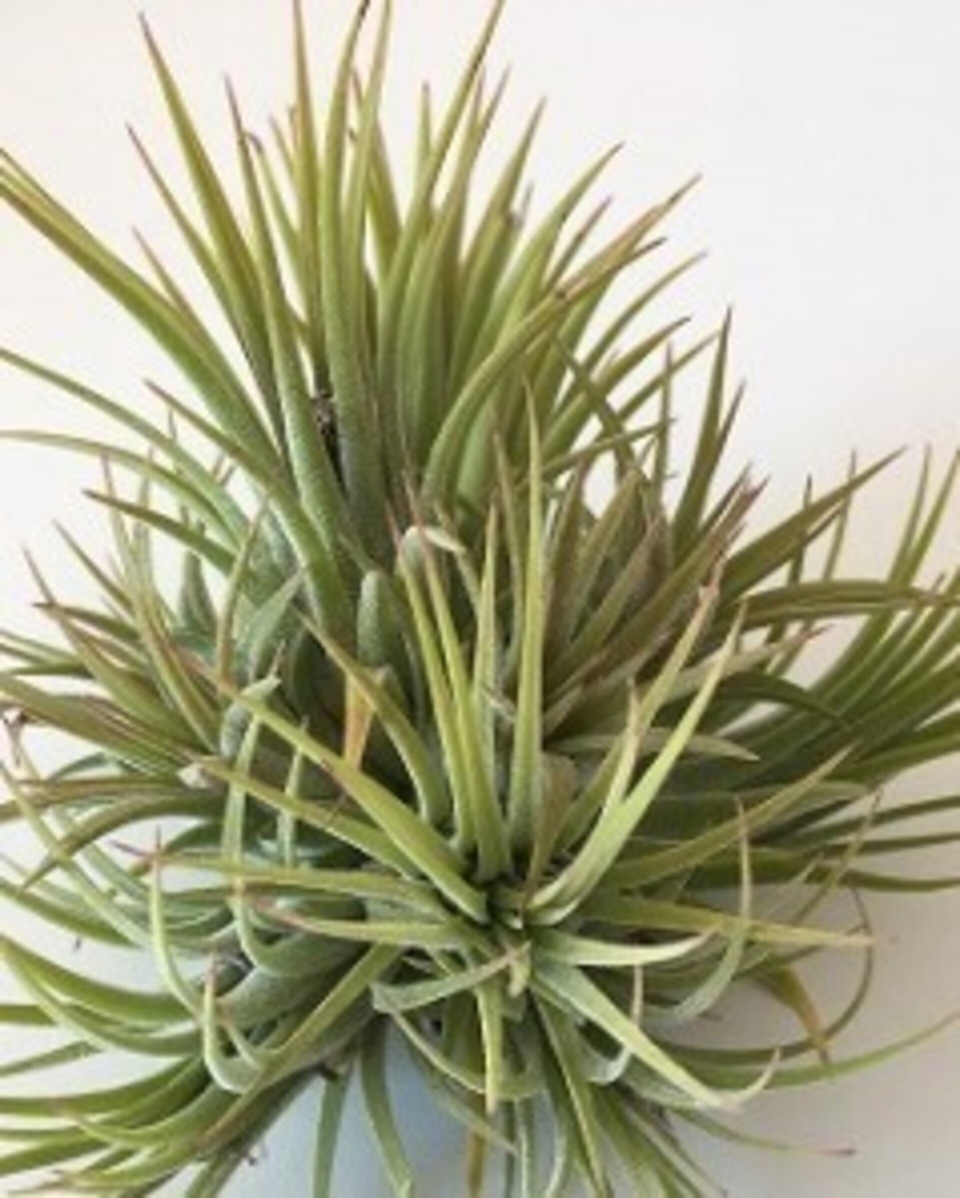 Tillandsia ionantha var. rubra "clump" ("mata") - 1