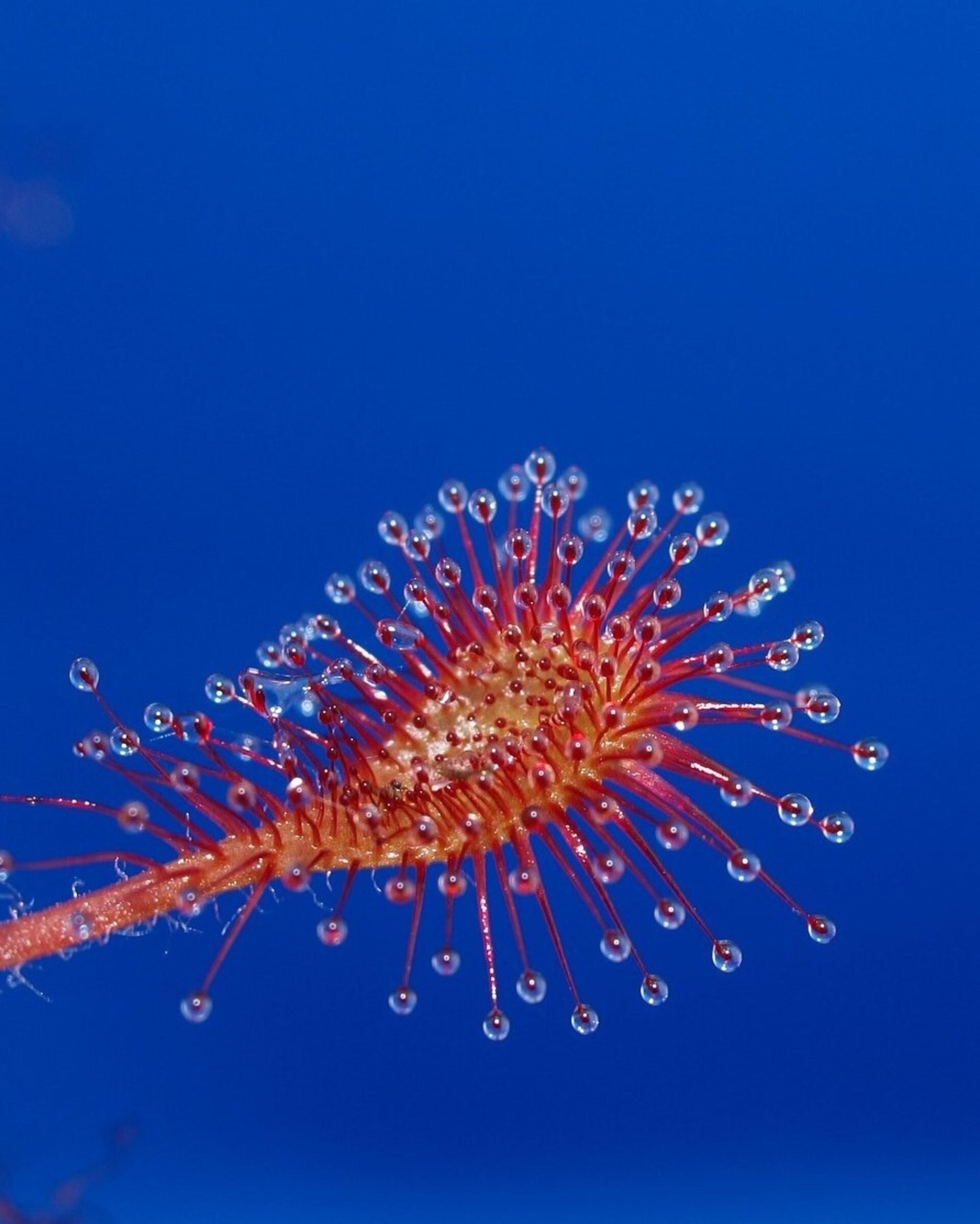 Planta carnívora Drosera sp. M5,5 (drosera) - 2