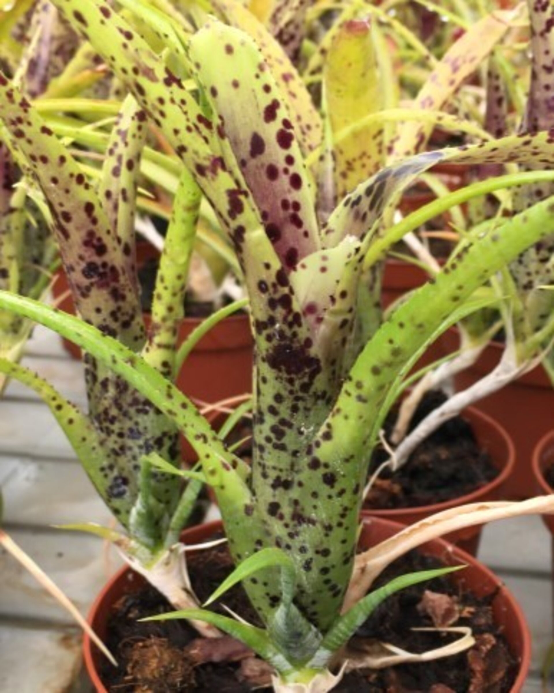 Neoregelia pauciflora - 1