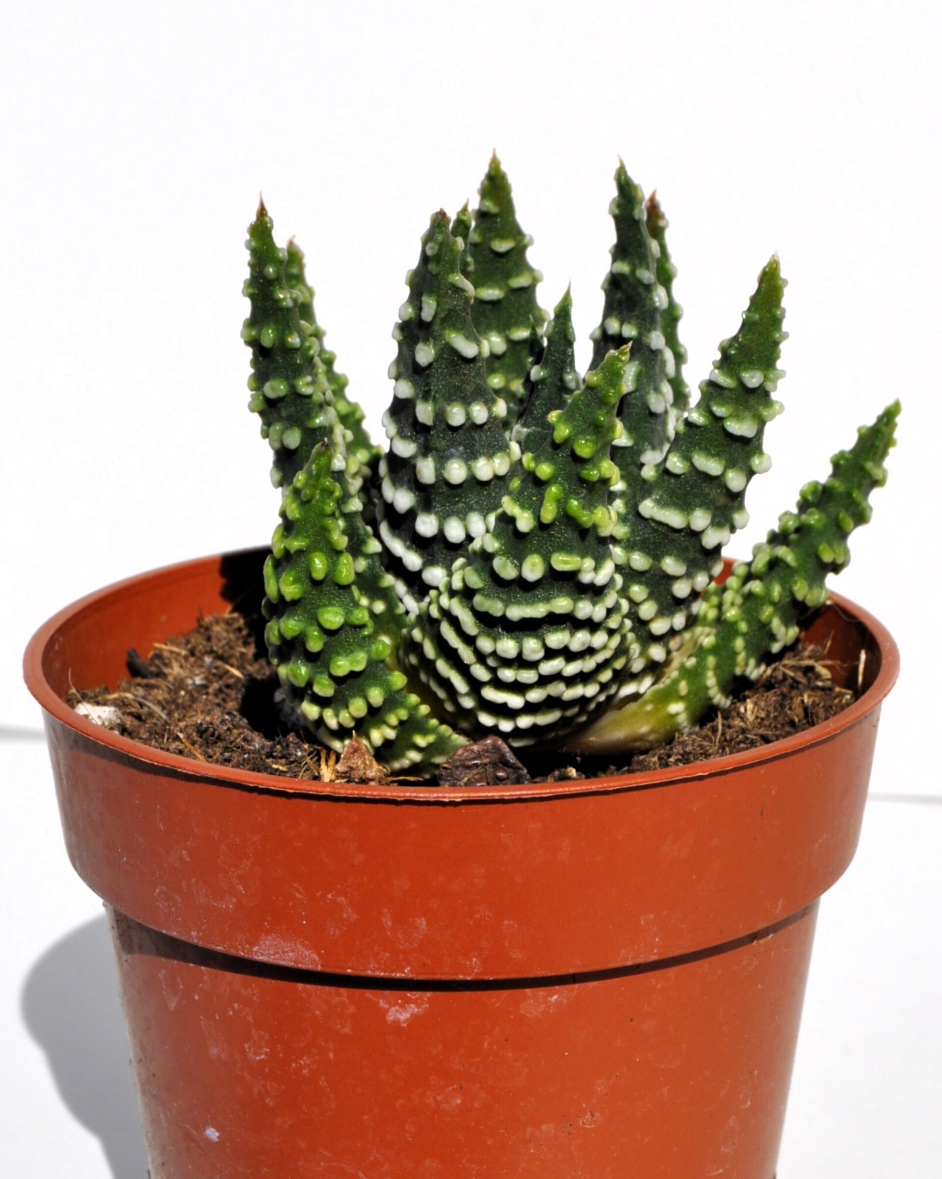 Haworthia cf. pumila (planta perla) - 1