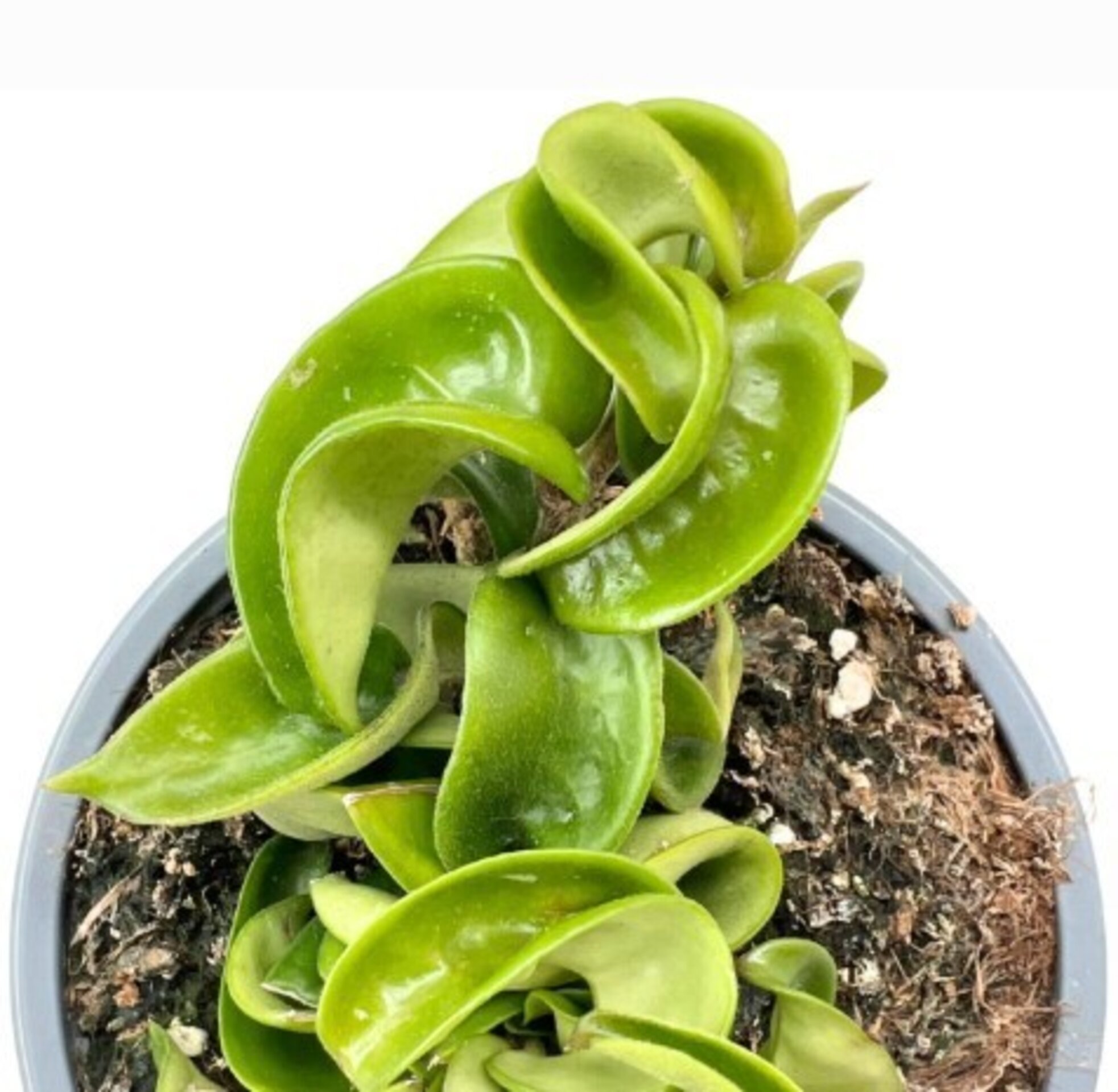 Hoya compacta - 1