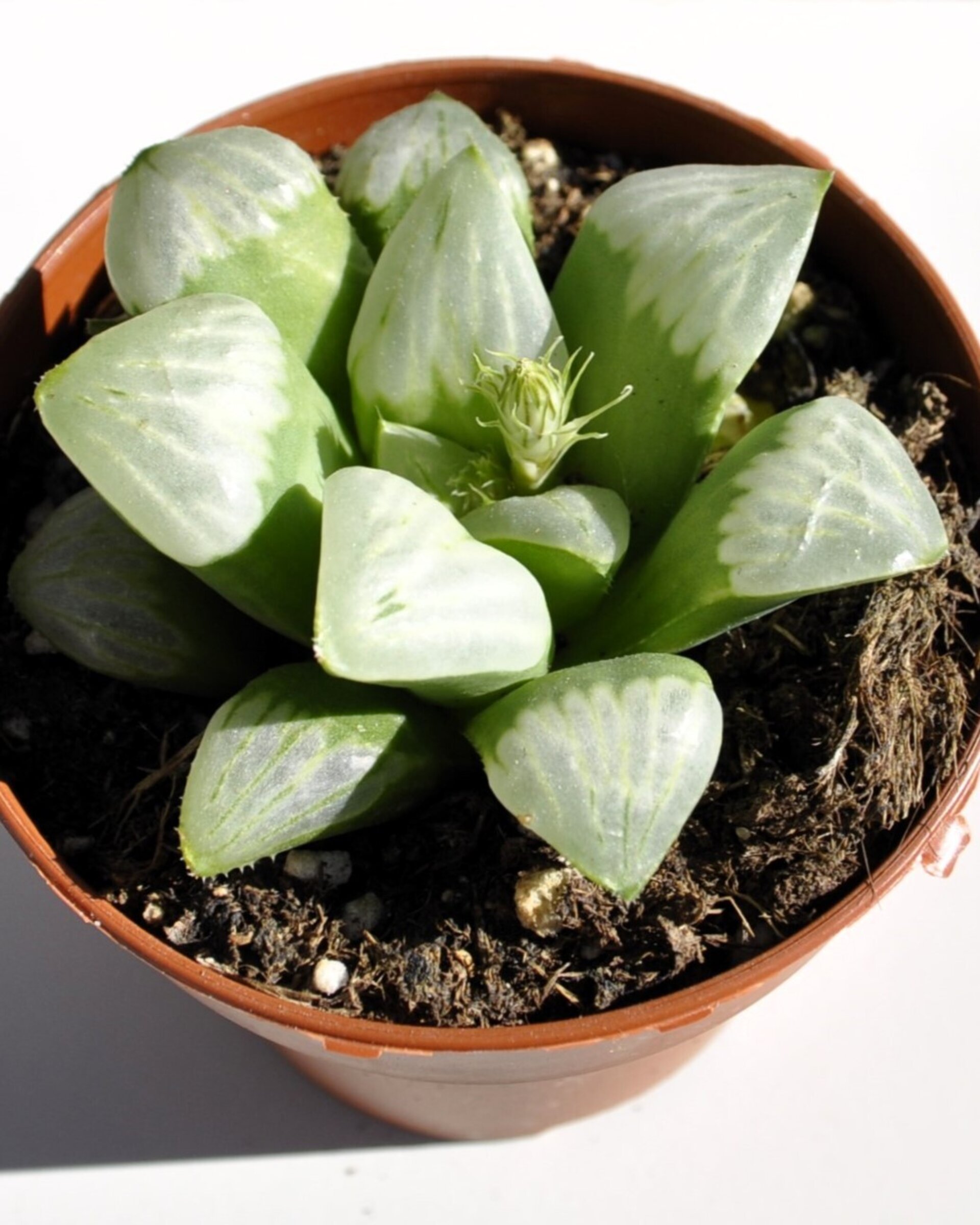 Haworthia 'Byakuya' (estrella de medianoche) - 5