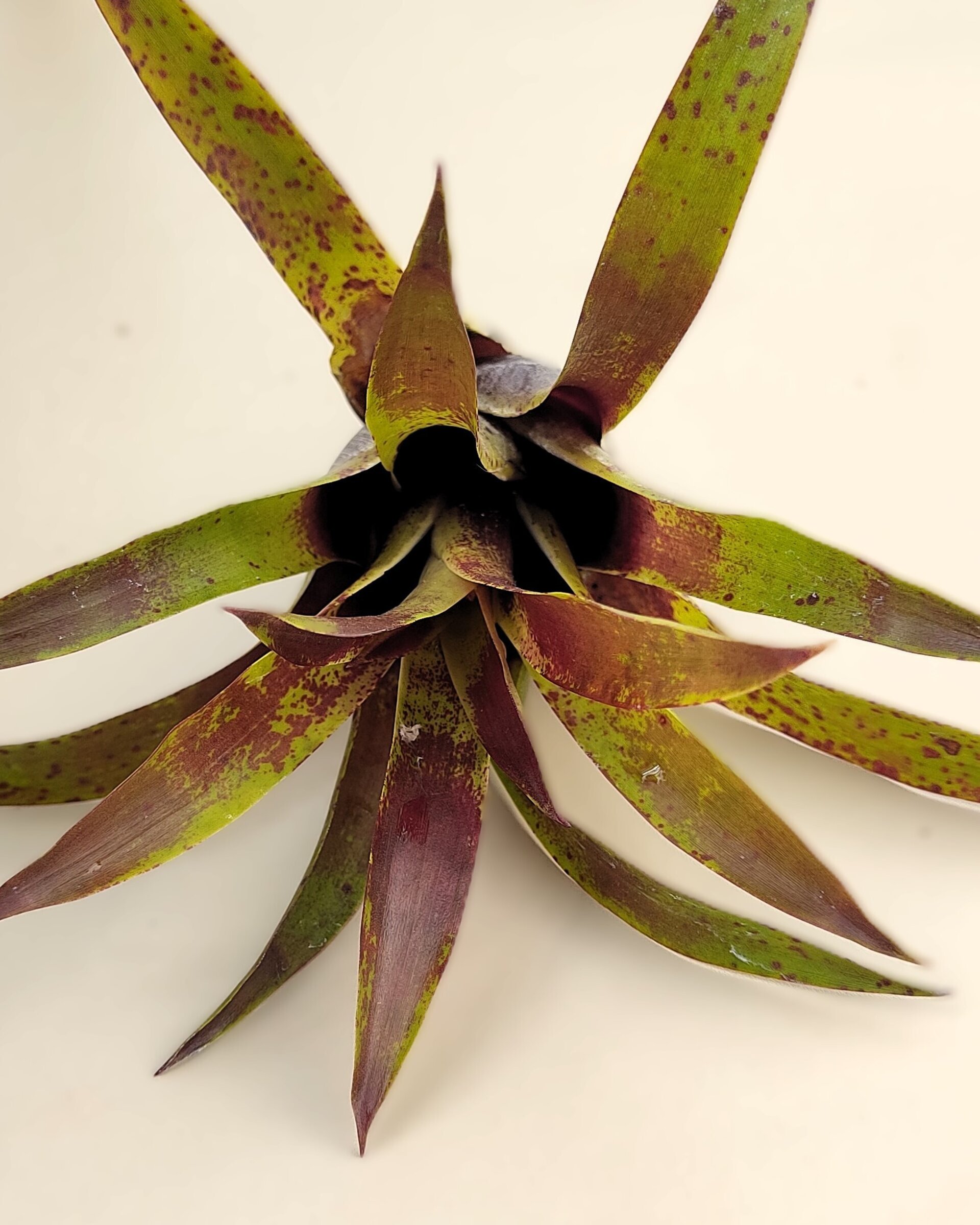 Vriesea lubbersii - 2