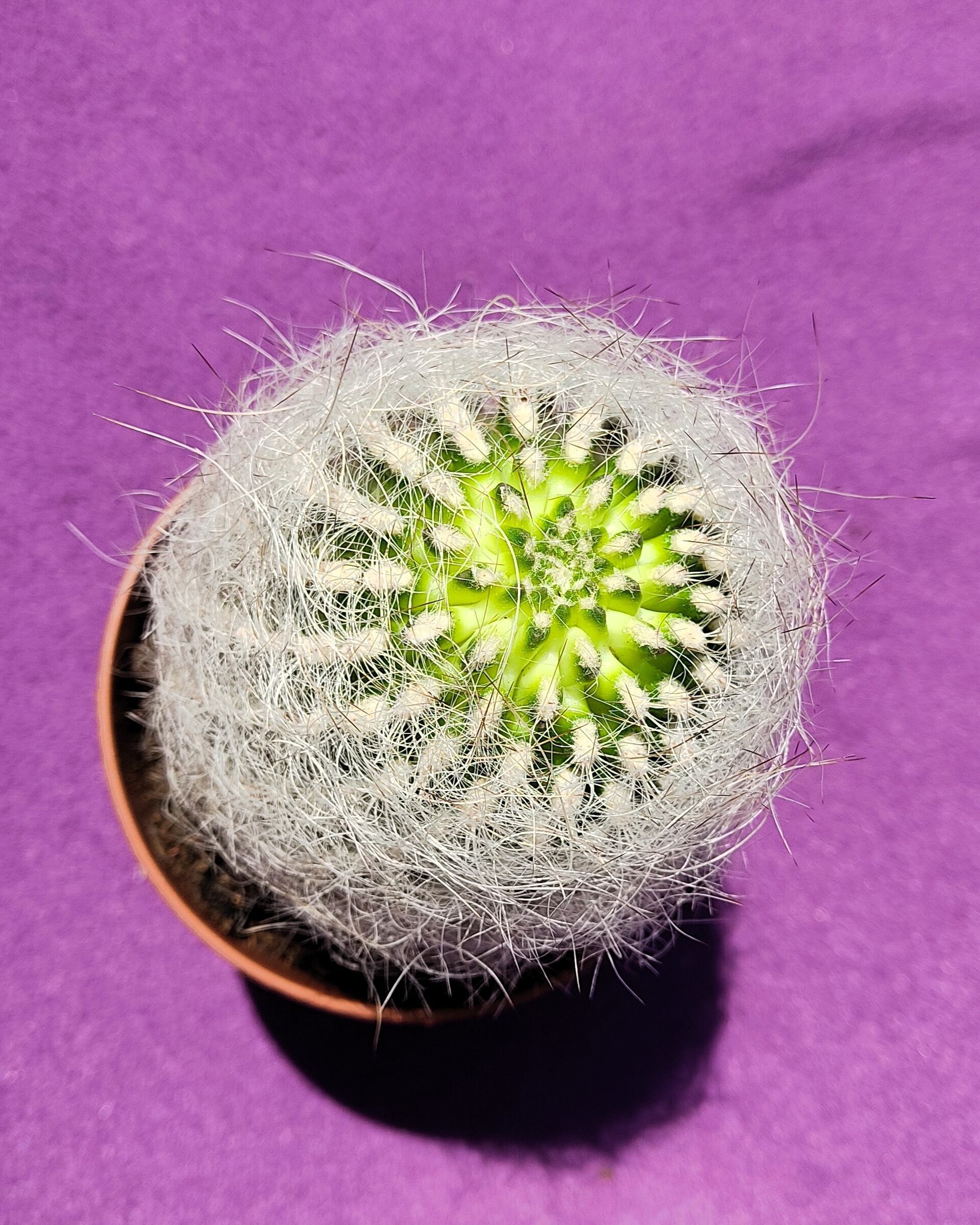 Neoporteria gerocephala (cabeza de anciano) - 8