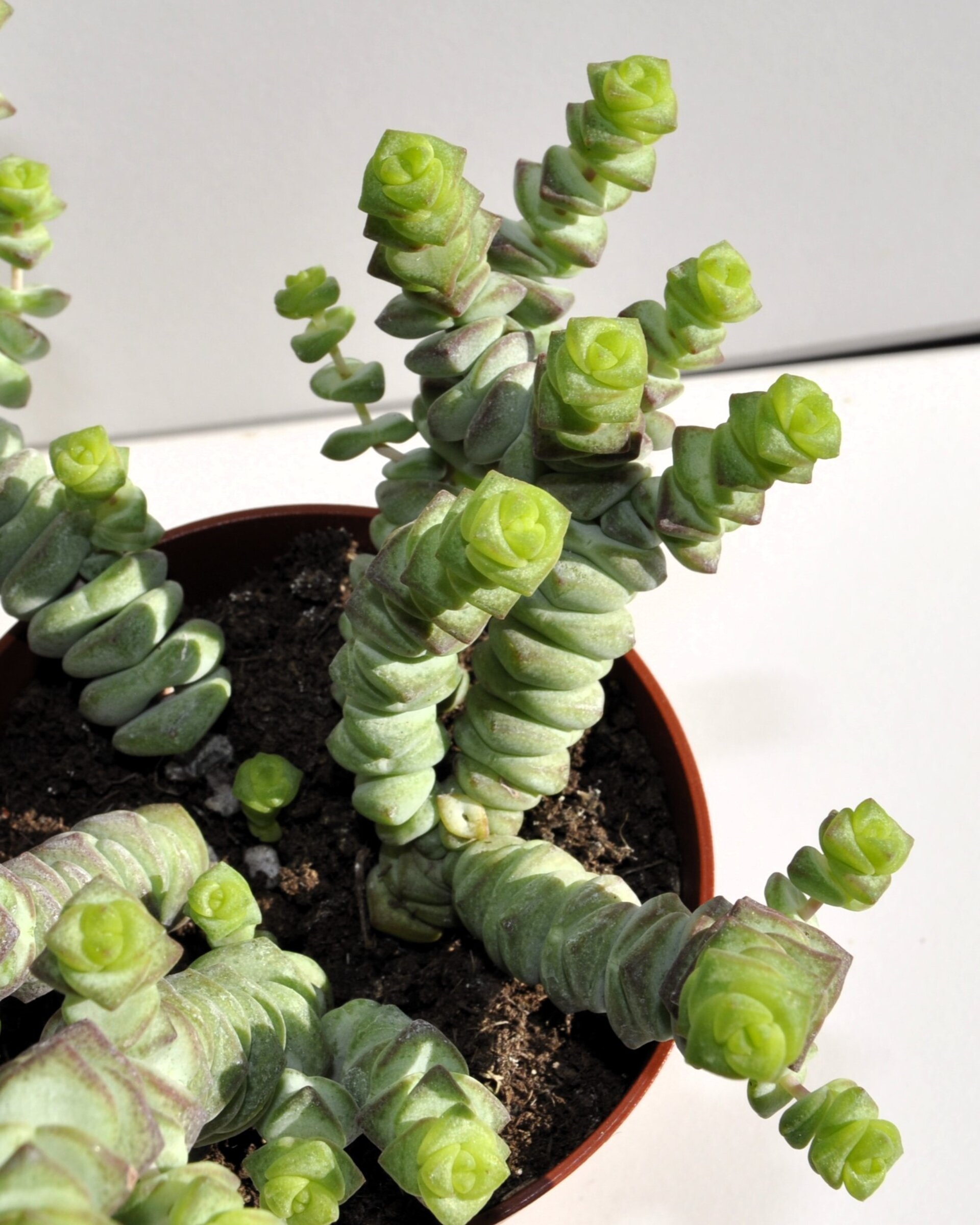 Crassula marnieriana Baby Jade Necklace (collar de jade, pagoda china) - 7