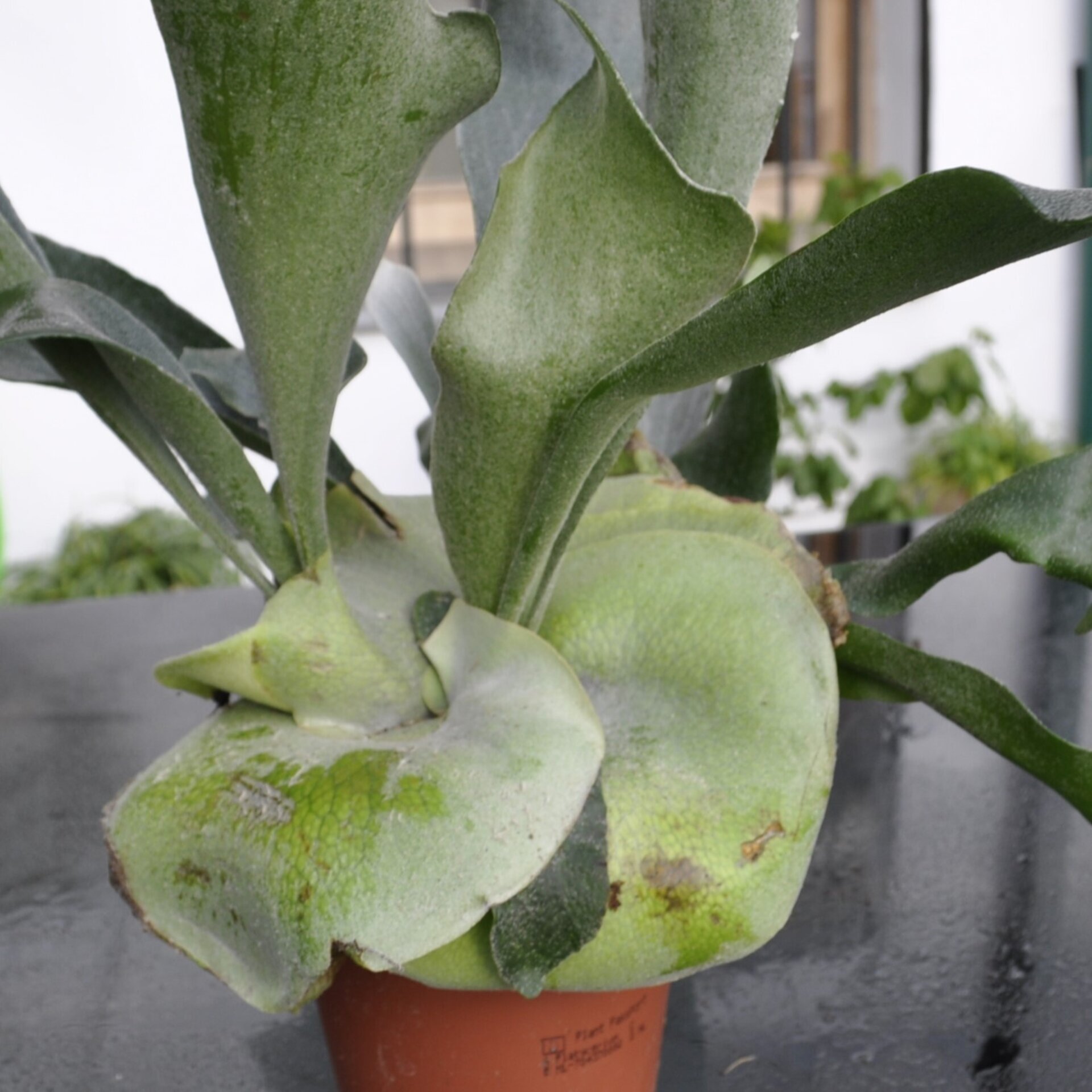 Platycerium bifurcatum (helecho alce) - 1