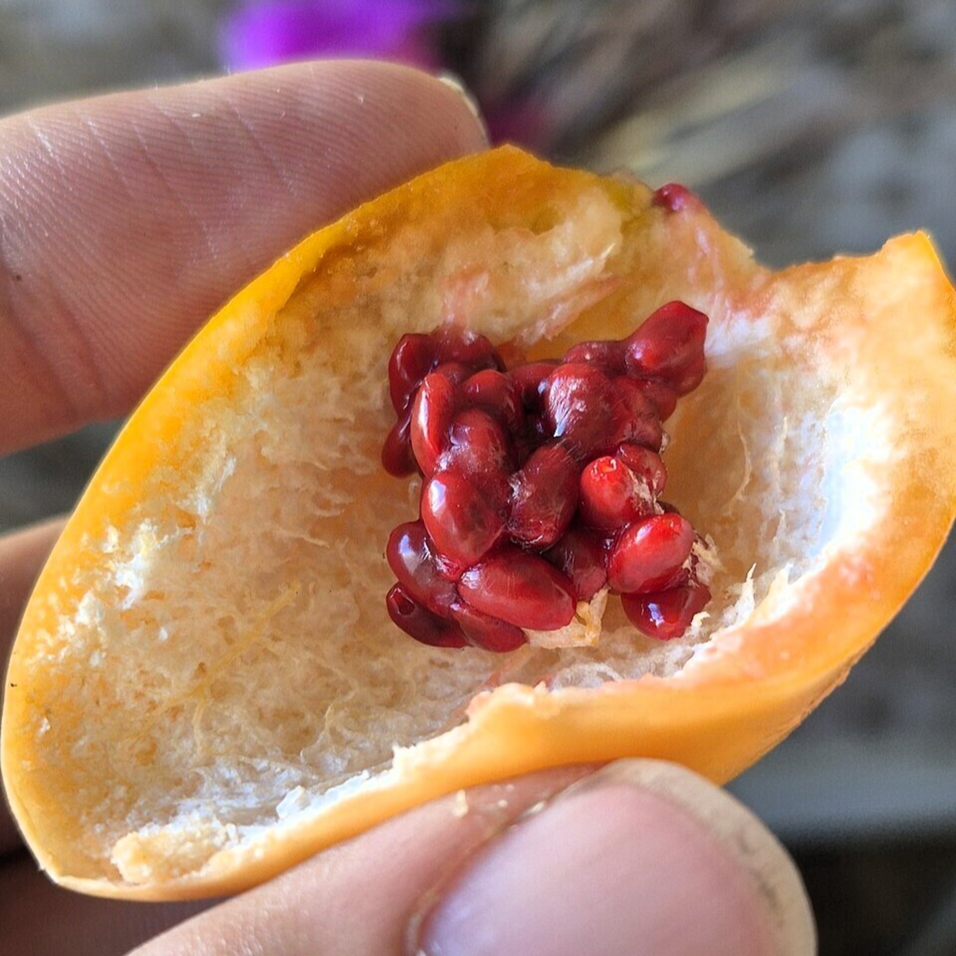 Passiflora caerulea (pasionaria, flor de la pasión) - Semillas - 4
