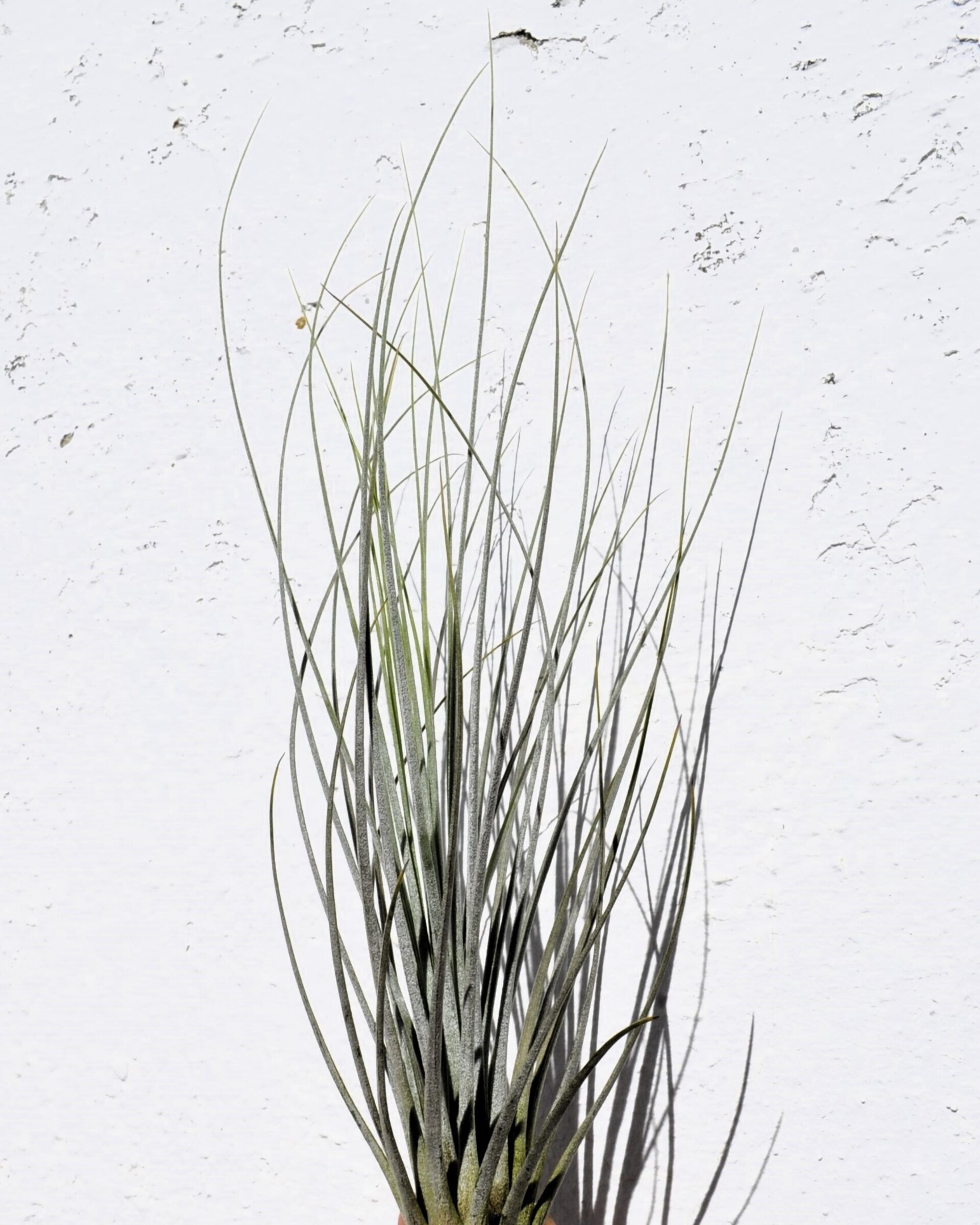 Tillandsia juncea - 4