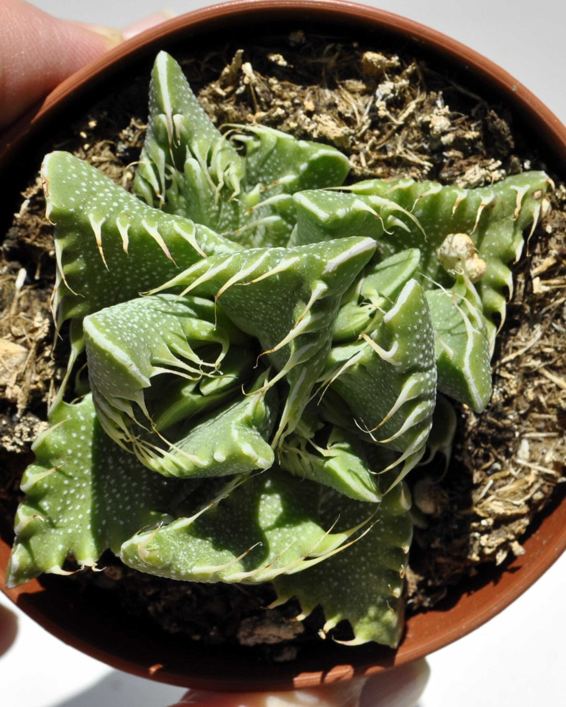 Faucaria tigrina (boca de tigre) - 3