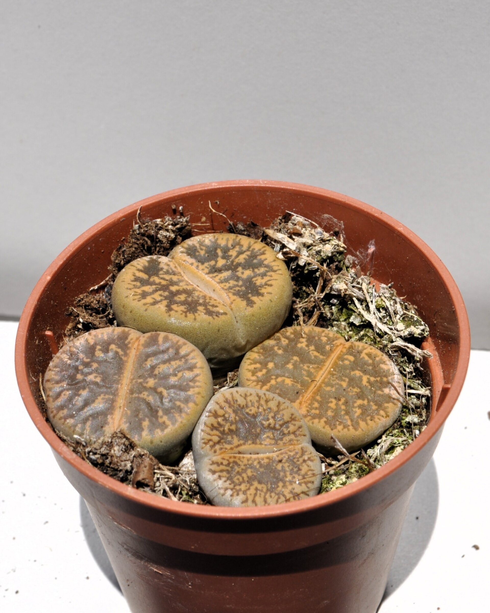 Lithops sp. pardos M 5.5 (planta piedra, piedra viva) - 5