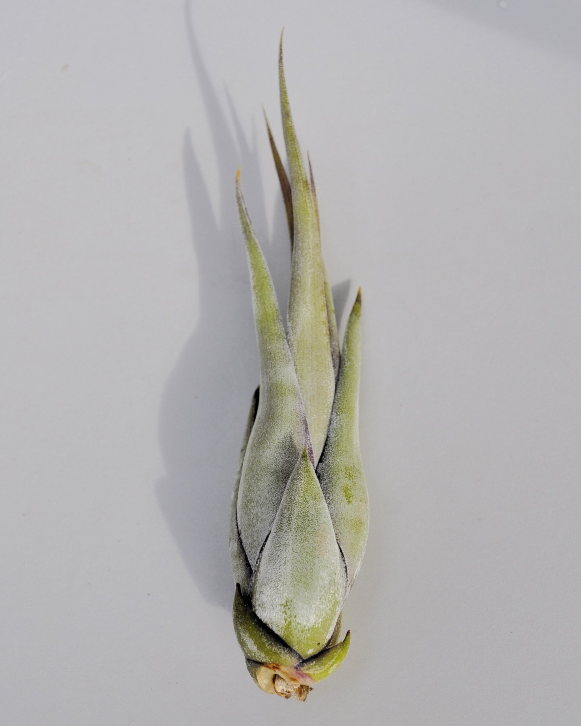 Tillandsia paucifolia - 5