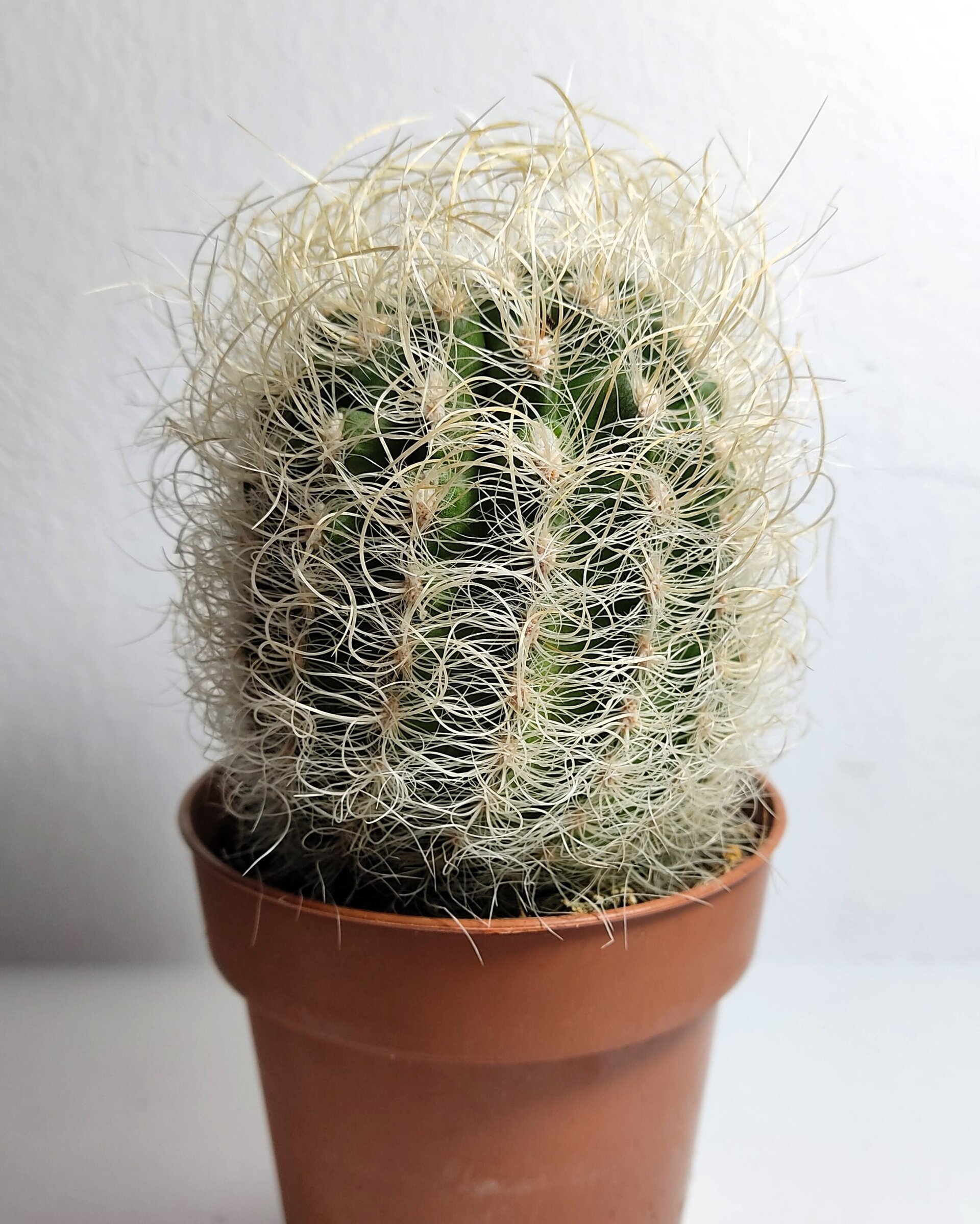 Neoporteria gerocephala (cabeza de anciano) - 7