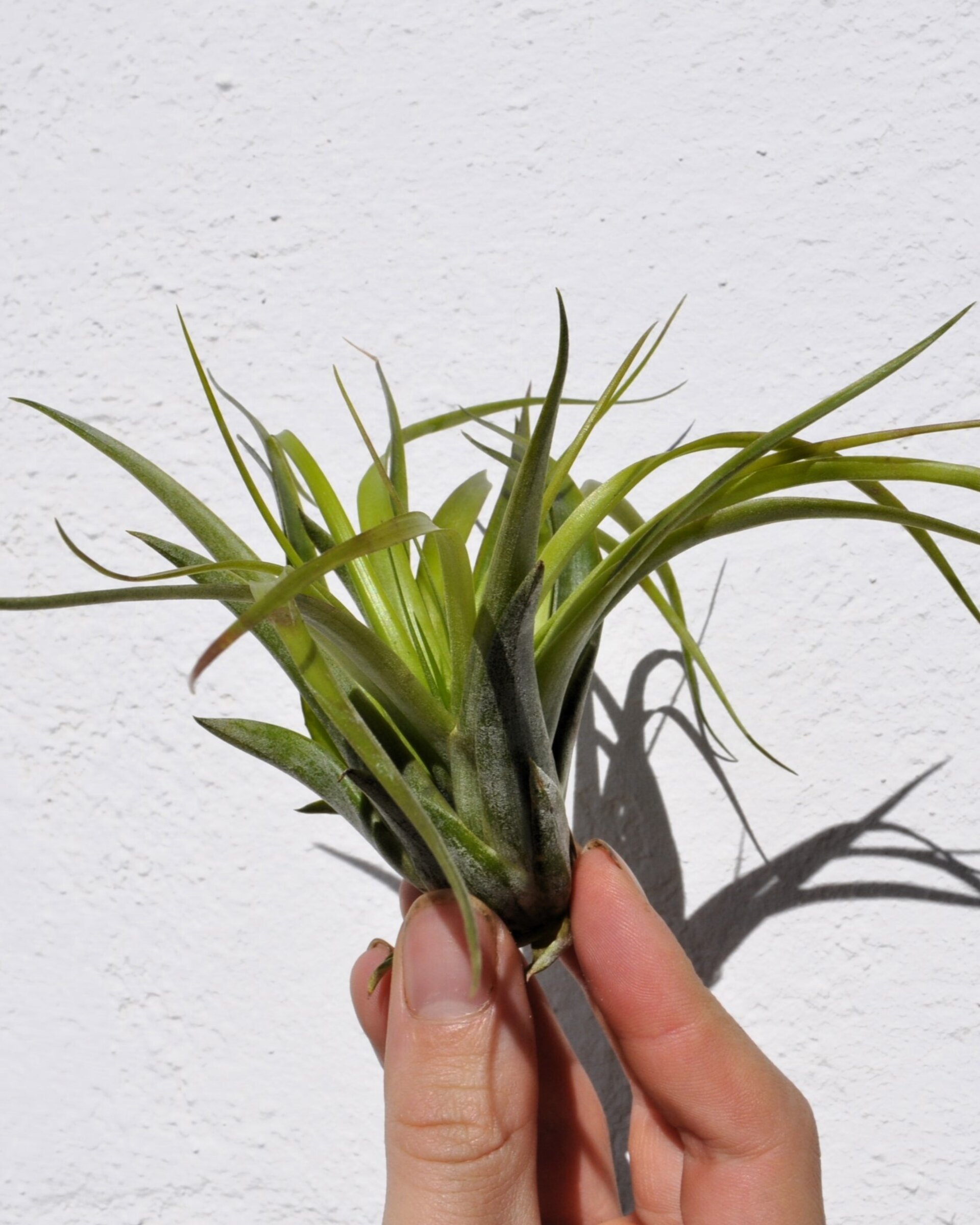 Tillandsia brachycaulos var. brachycaulos - 2