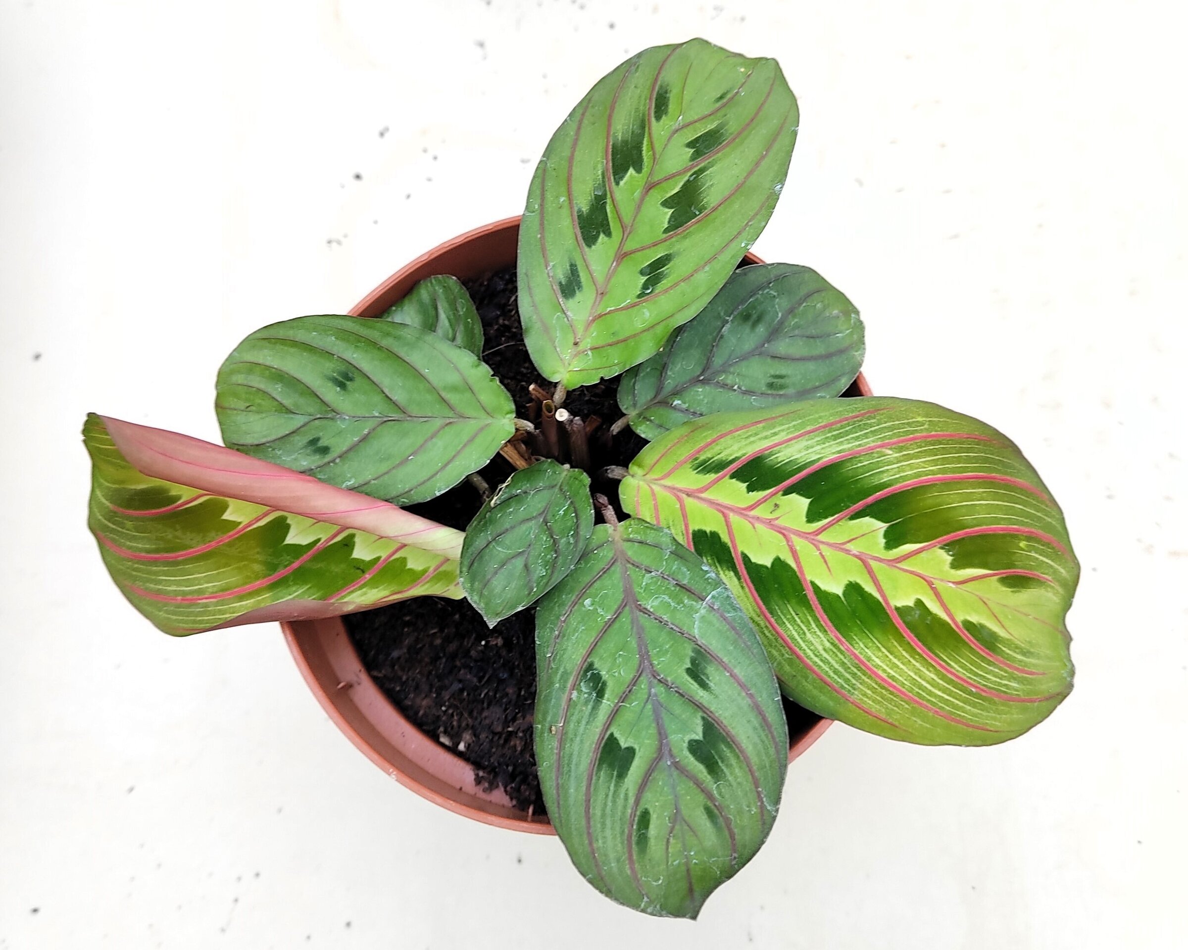 Maranta leuconera 'Fascinator' - 1