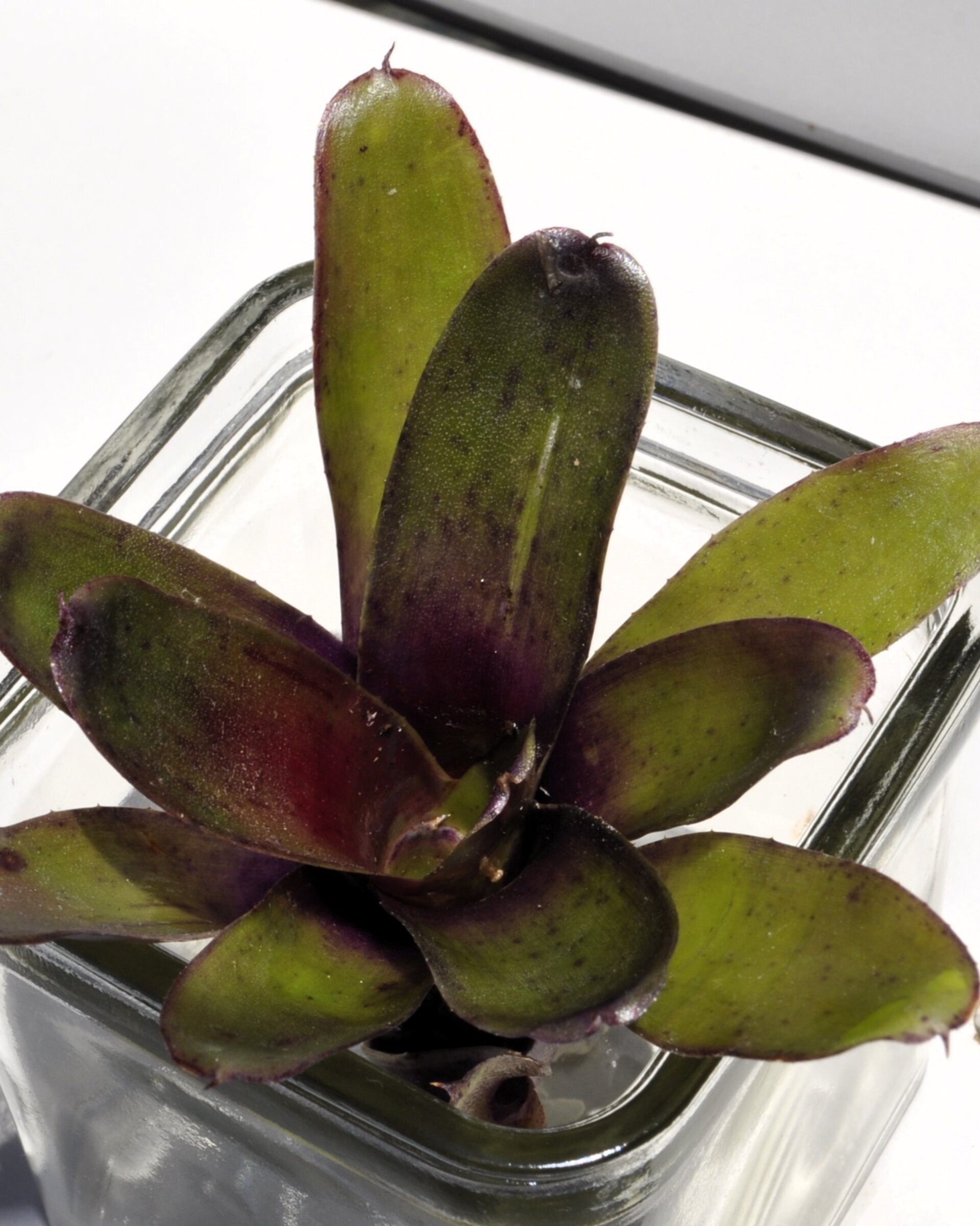 Neoregelia 'Mephisto' - 10