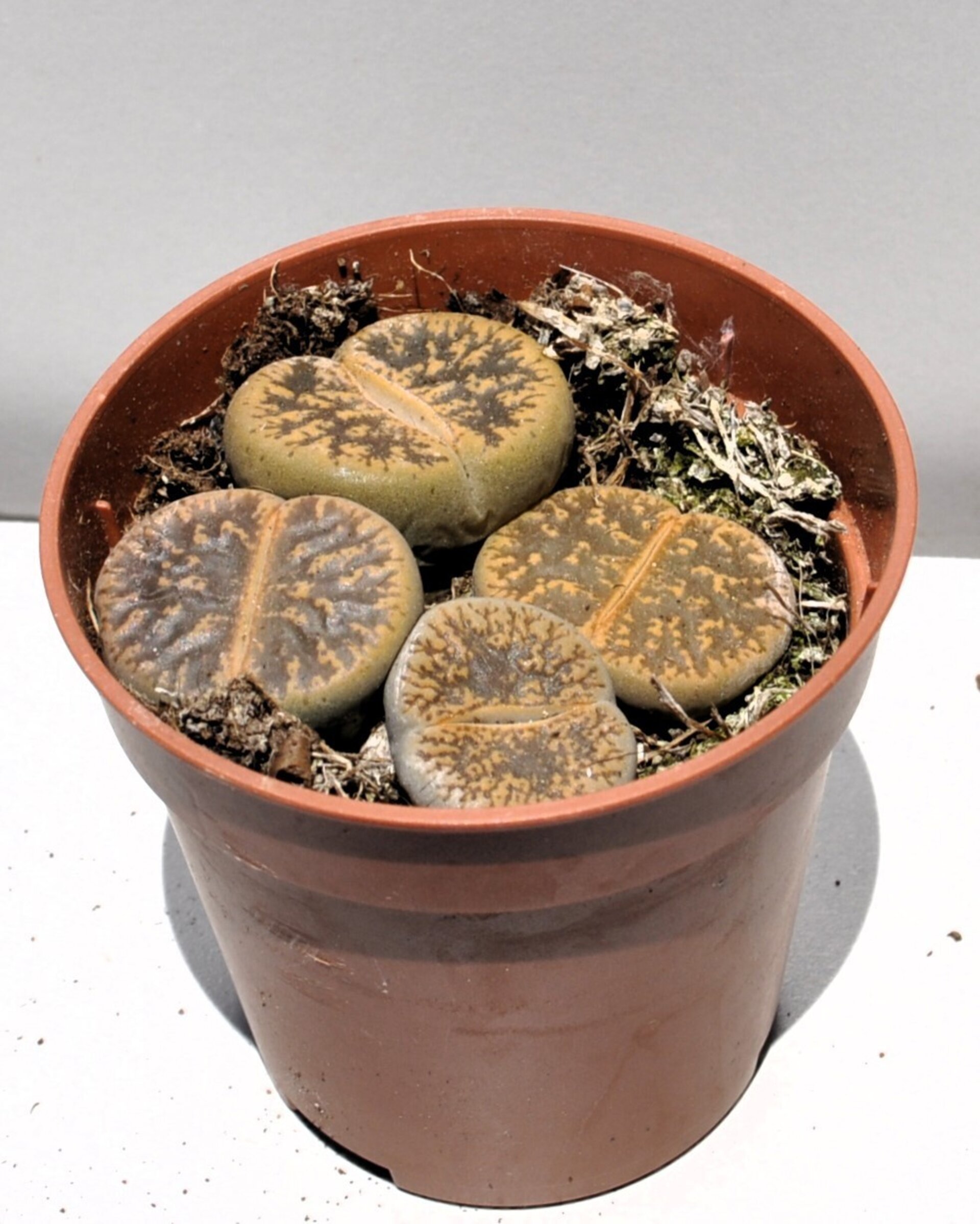 Lithops sp. pardos M 5.5 (planta piedra, piedra viva) - 2