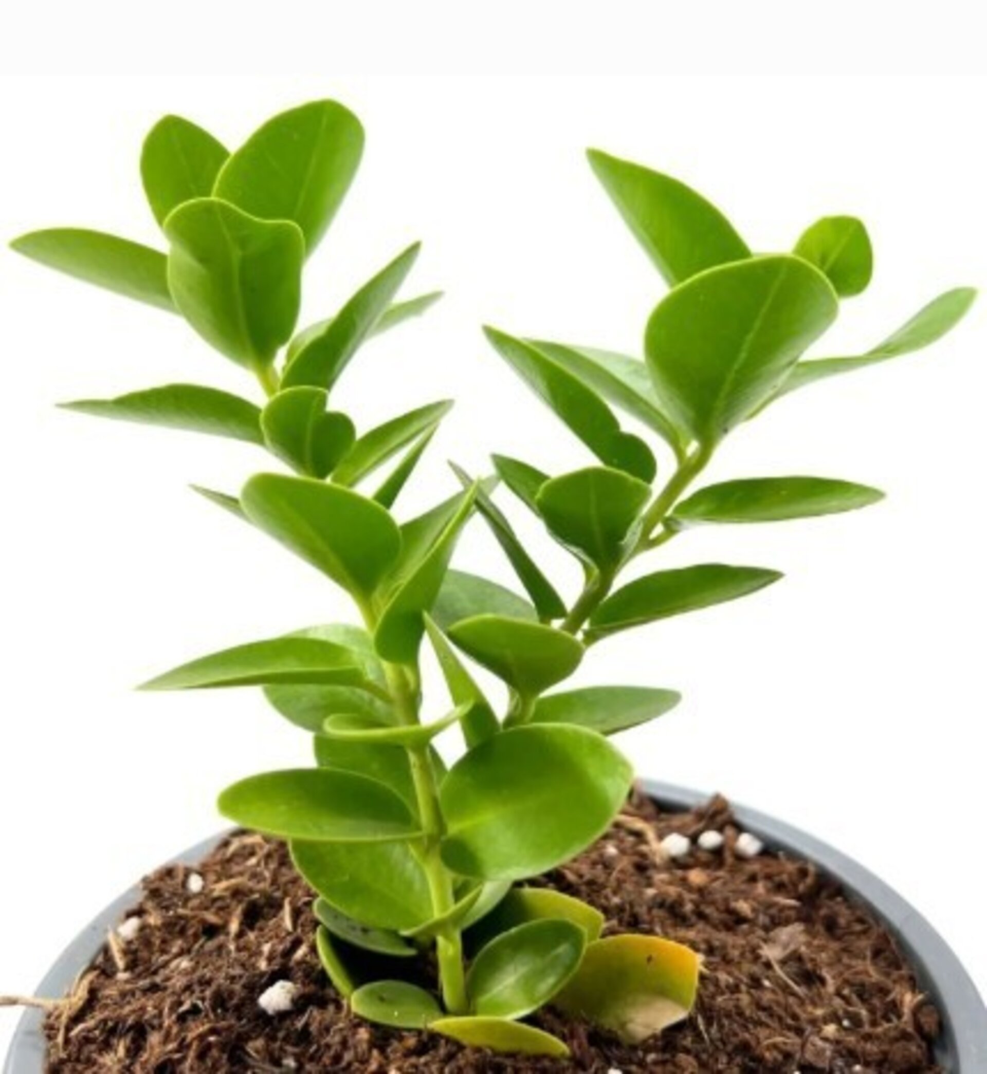 Hoya 'Cumingiana' - 2