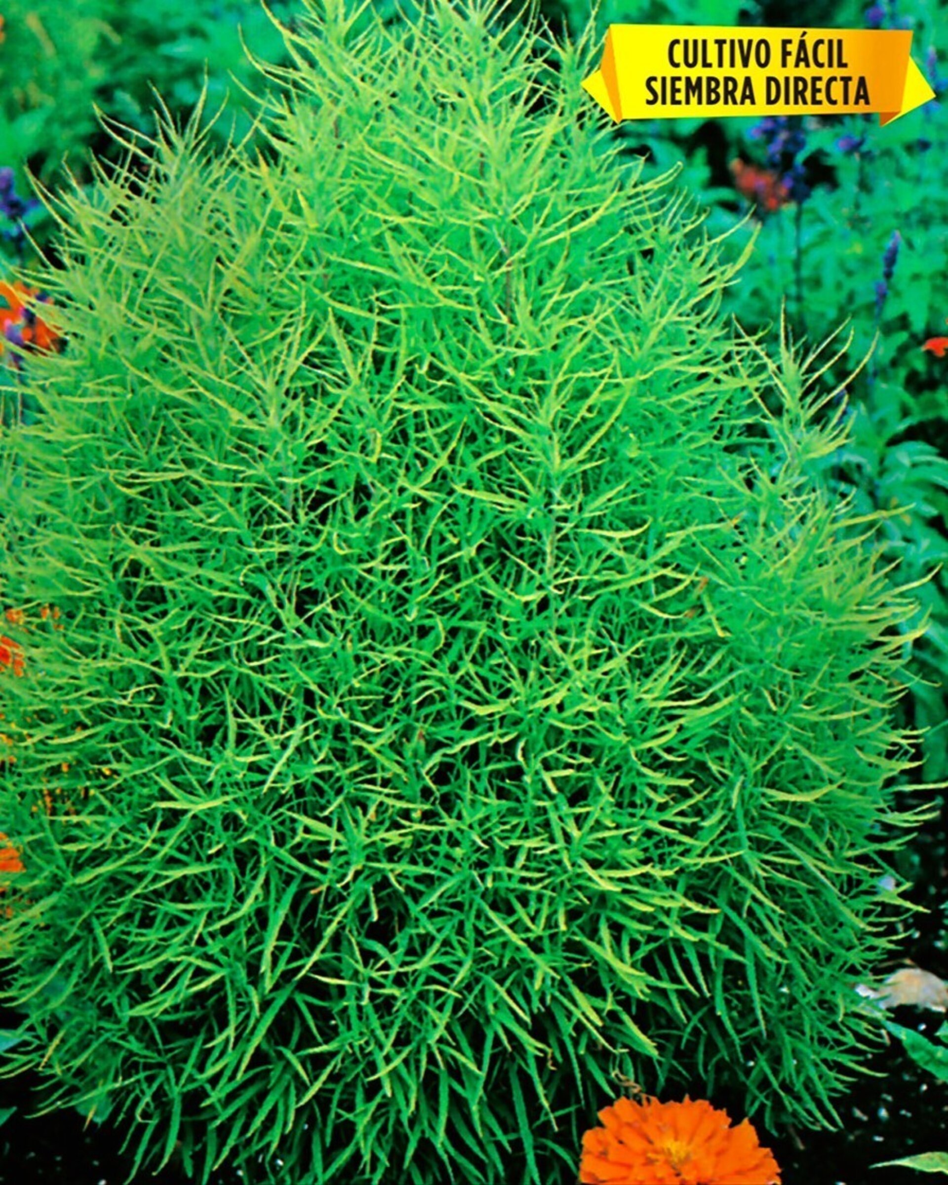 Bassia scoparia [= Kochia trichophylla] (ciprés de verano)- Semillas - 2