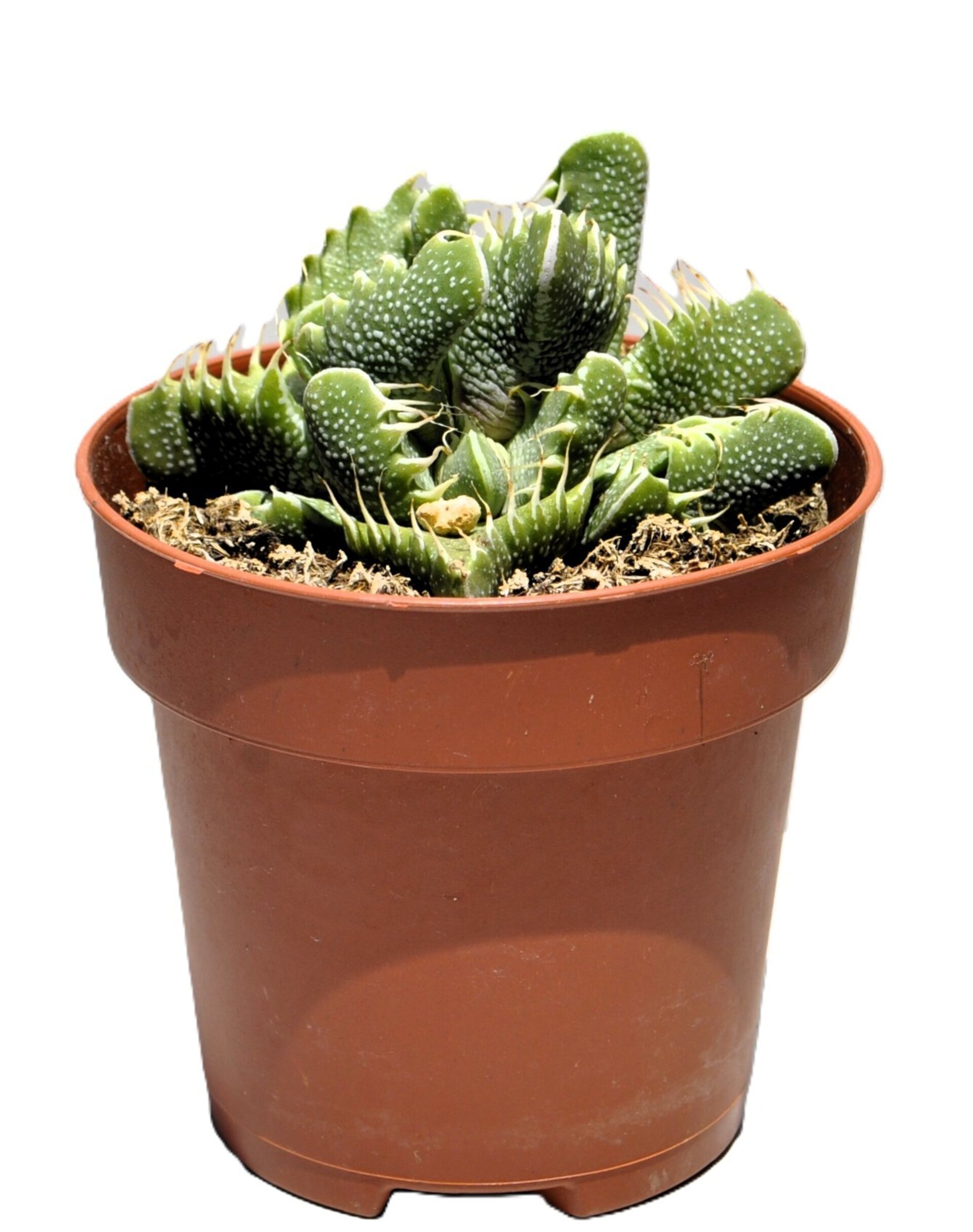 Faucaria tigrina (boca de tigre) - 6