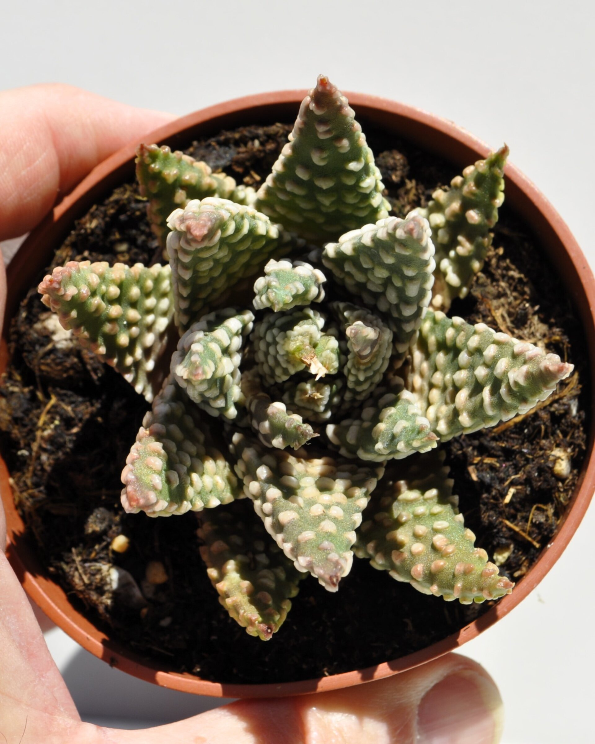 Haworthia cf. pumila (planta perla) - 4