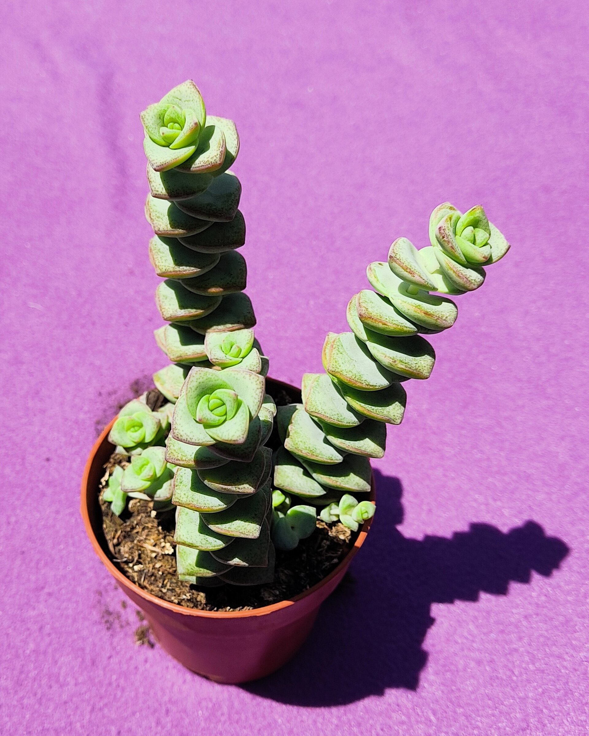Crassula perforata - 1