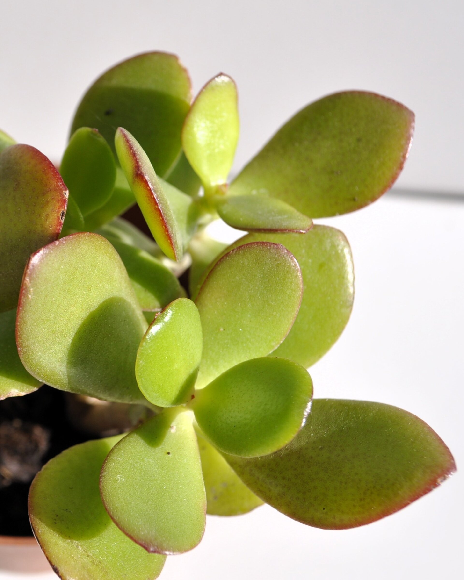 Crassula ovata (árbol de jade) - 5