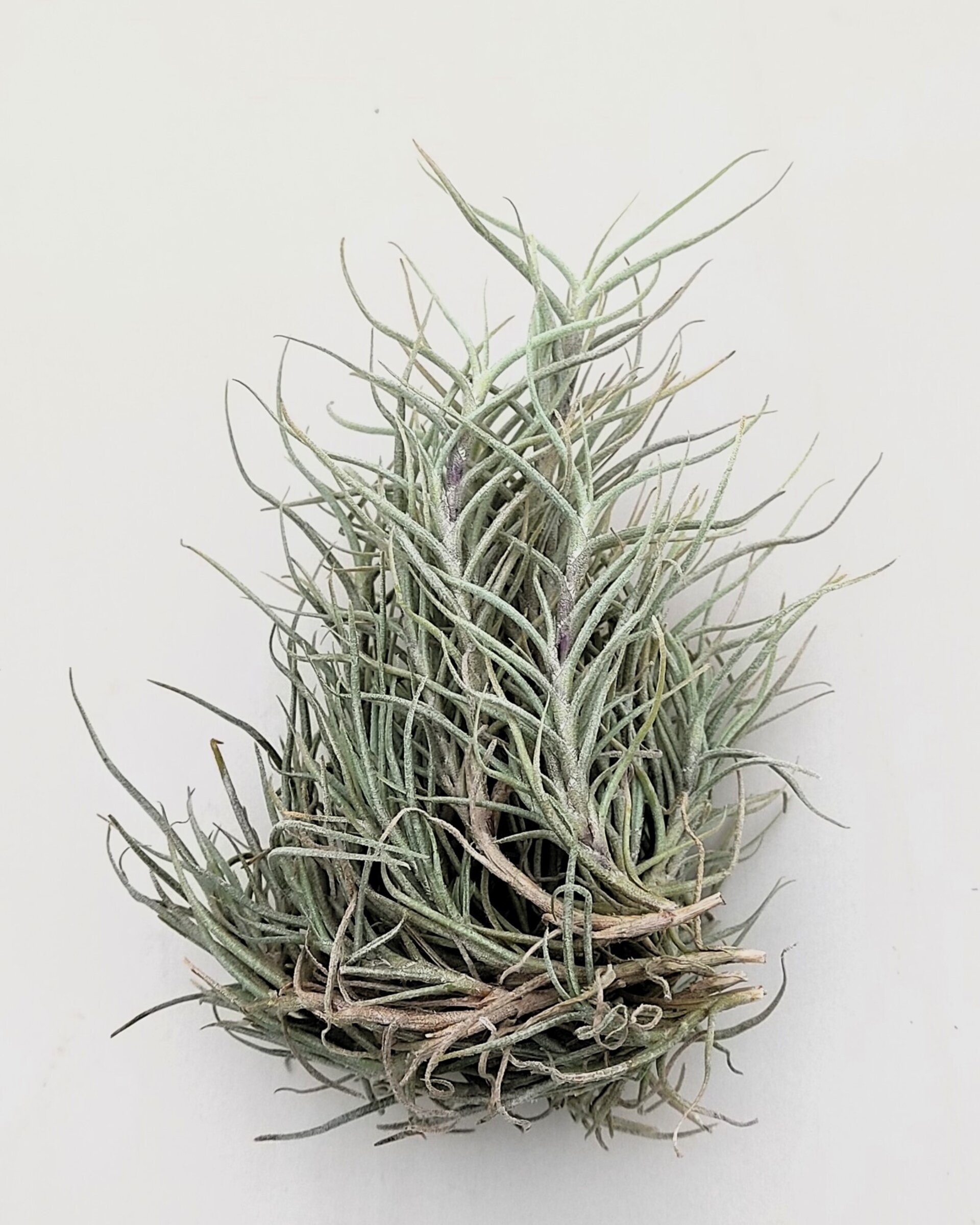 Tillandsia capillaris - 4