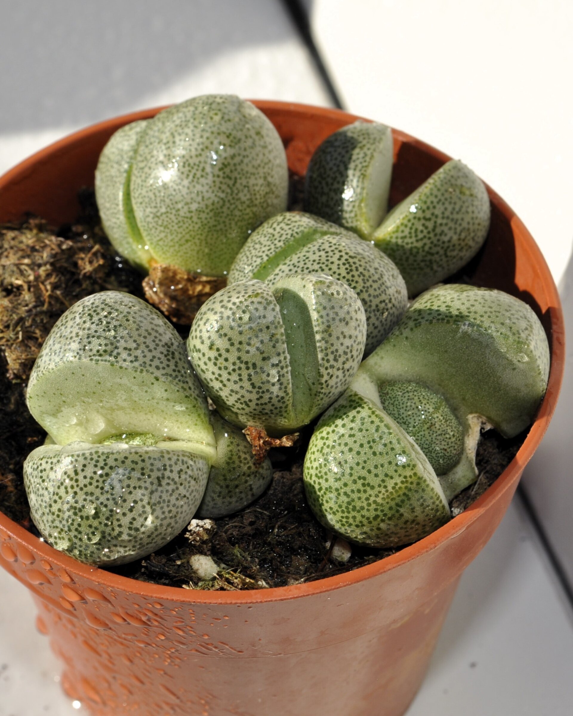 Pleiospilos nelii - 1